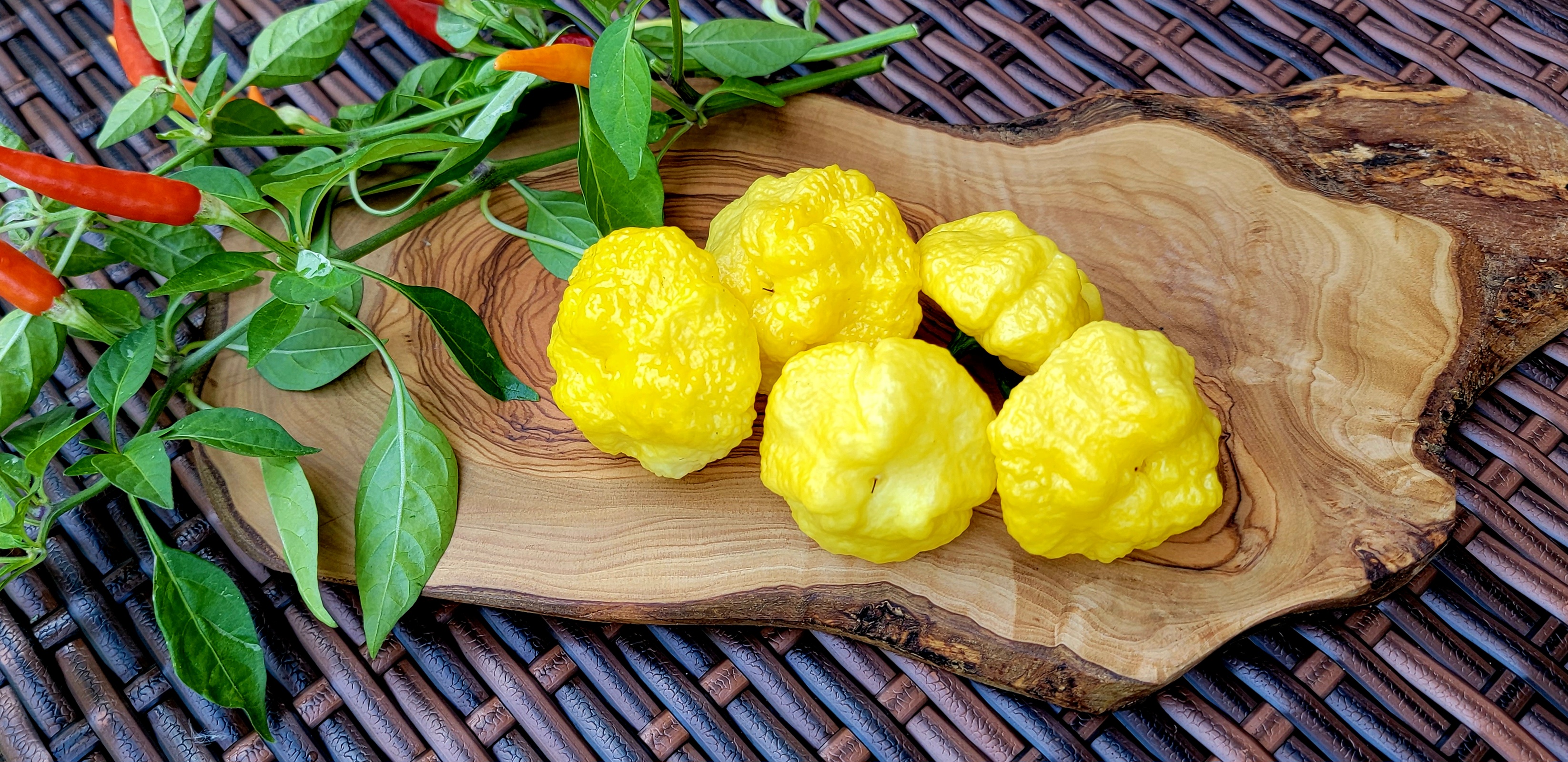 Scotch Brains Yellow Pepper Seeds