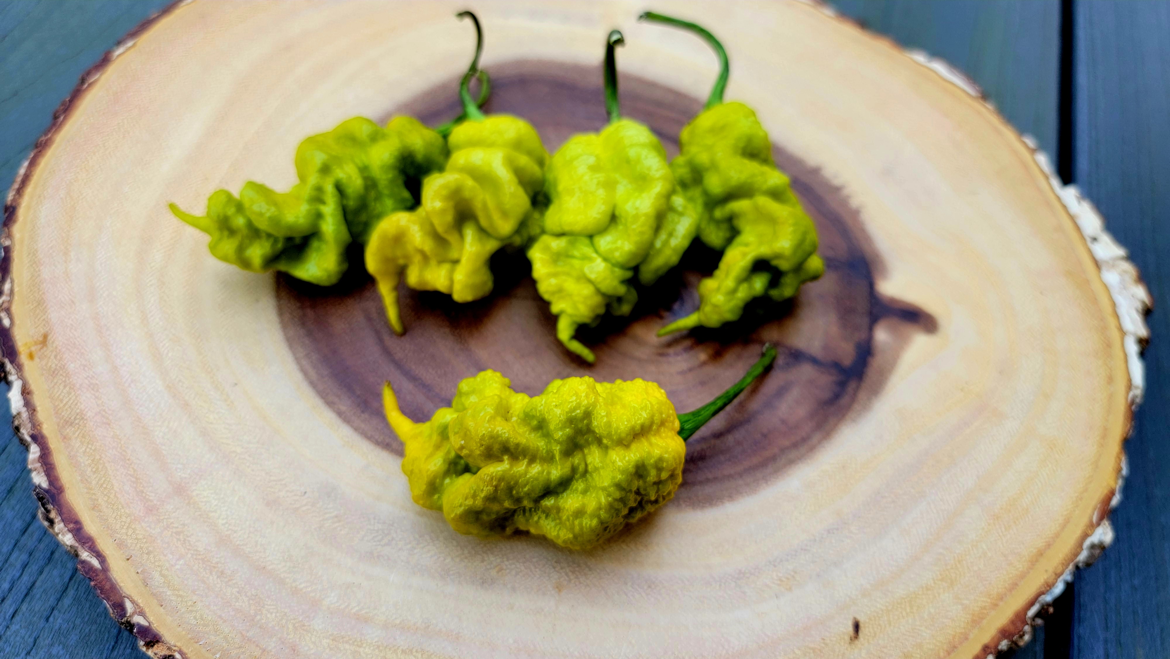 T-Rex Mustard Pepper Seeds
