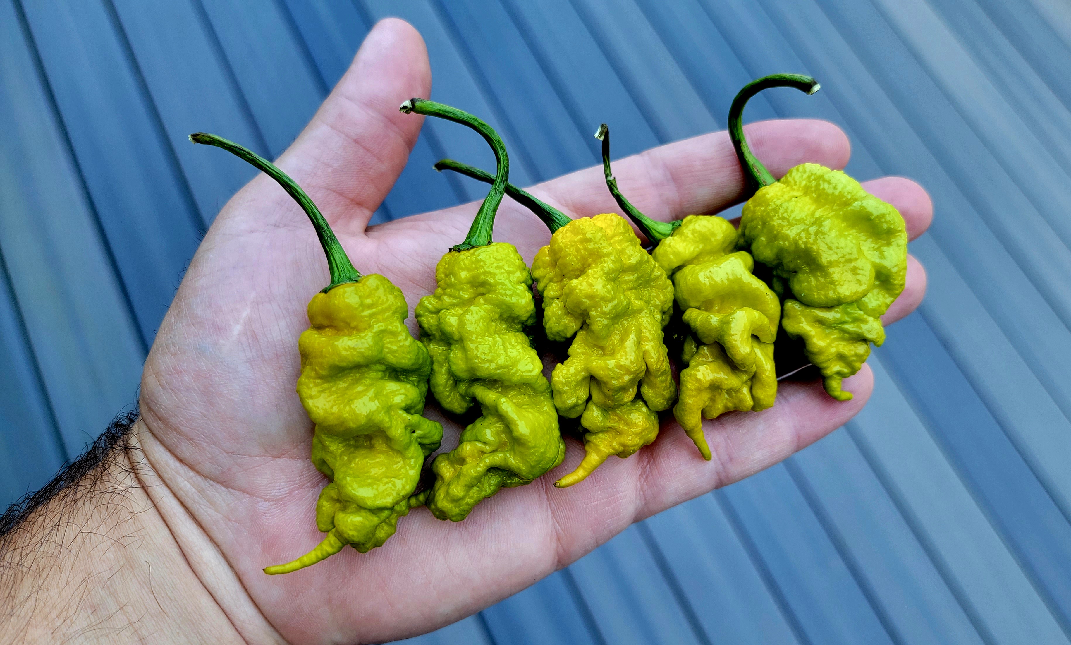 T-Rex Mustard Pepper Seeds