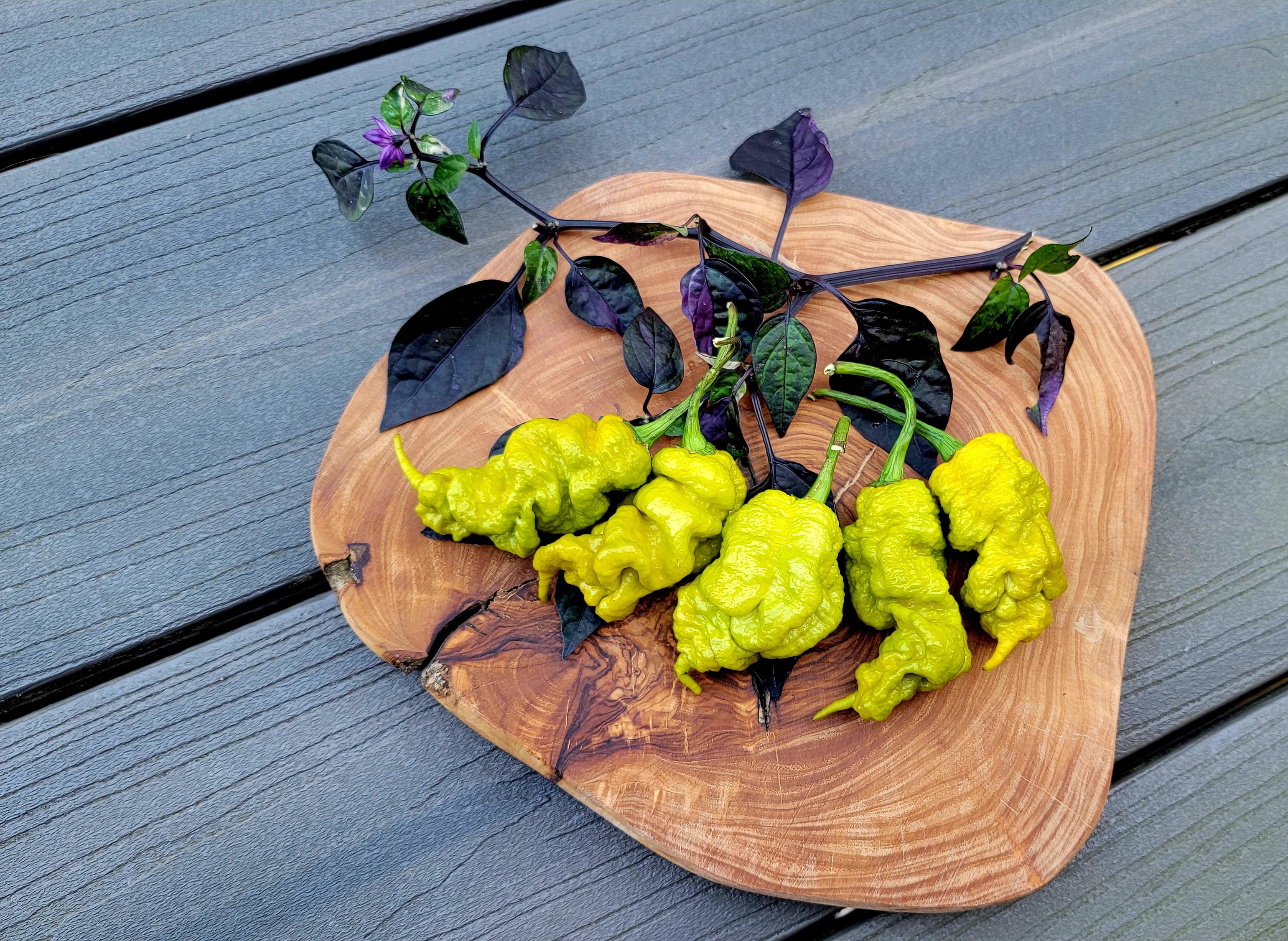 T-Rex Mustard Pepper Seeds
