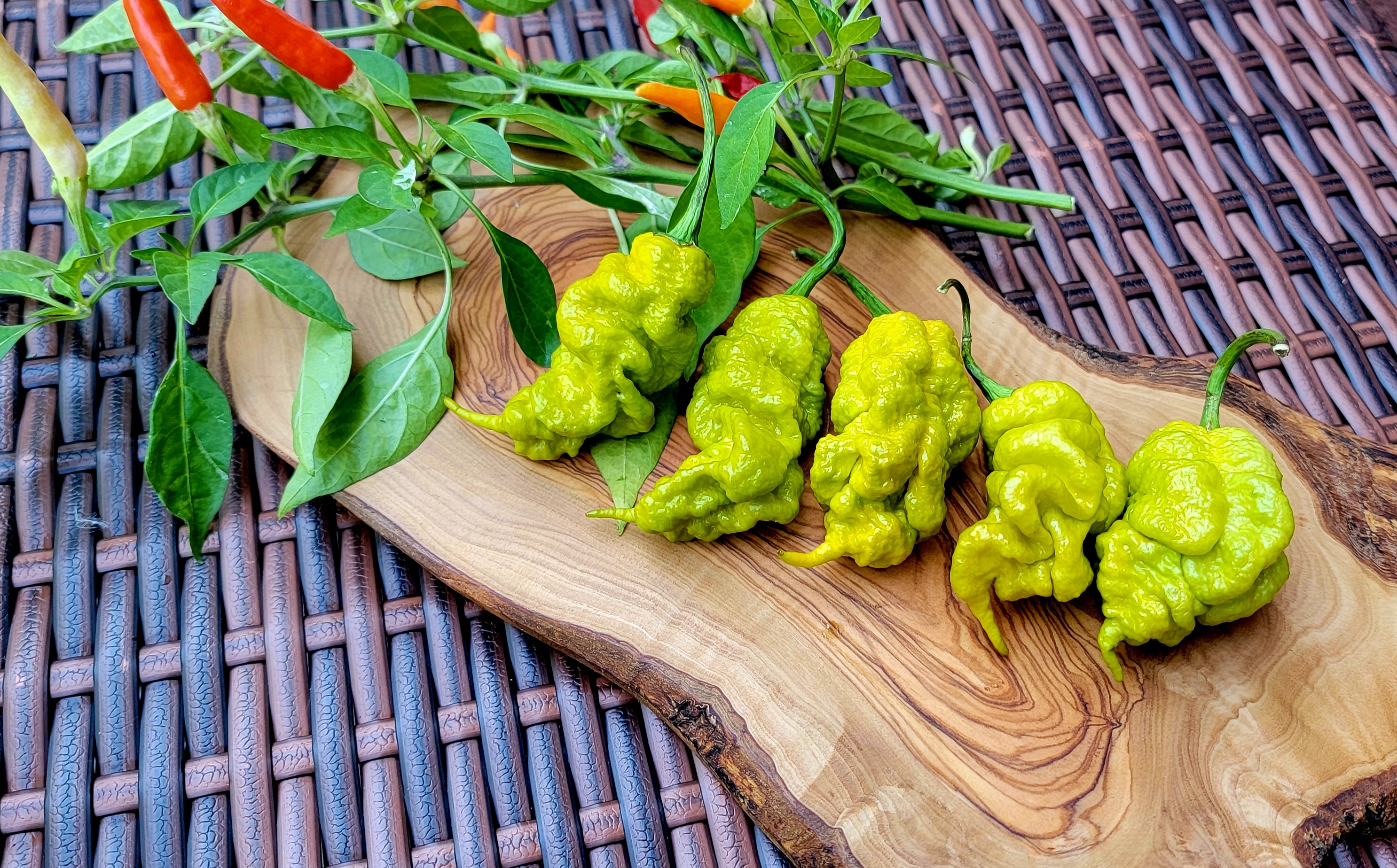 T-Rex Mustard Pepper Seeds