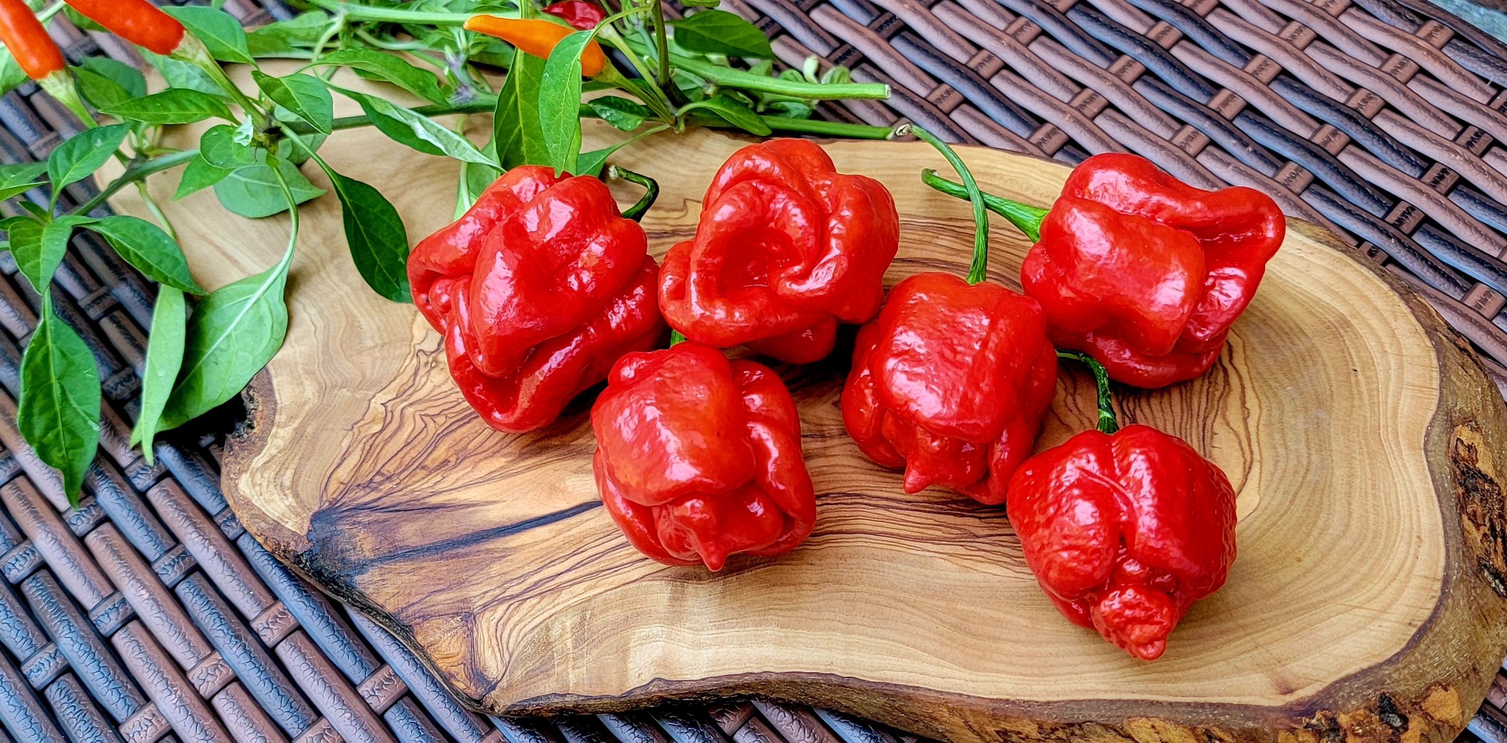 Trinidad Moruga Scorpion Pepper Seeds