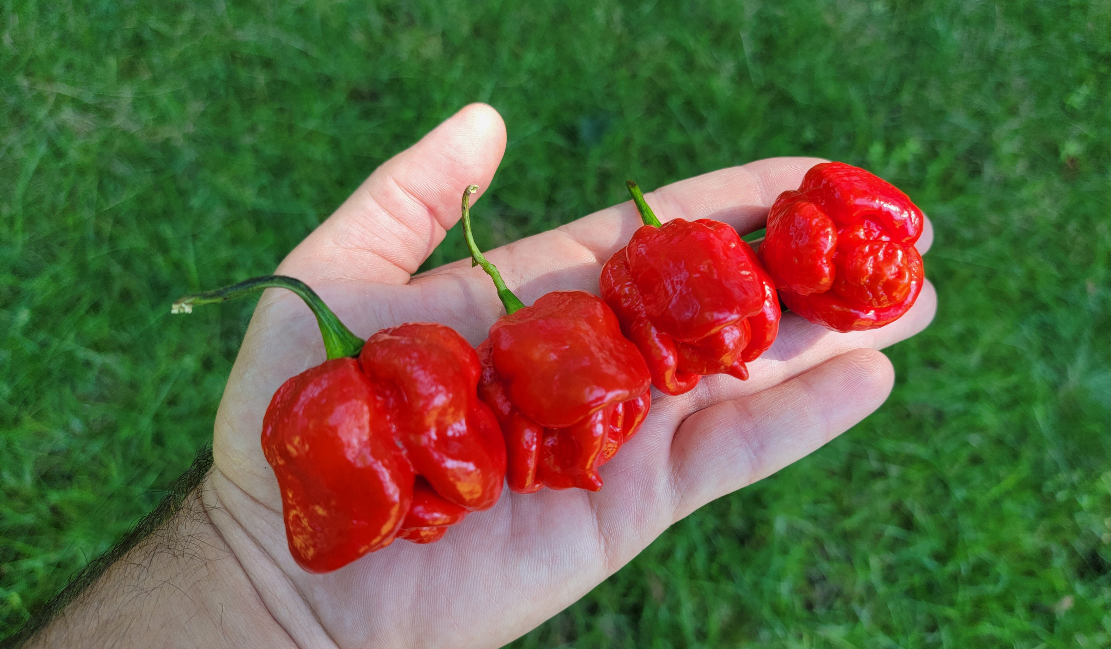 Trinidad Moruga Scorpion Pepper Seeds