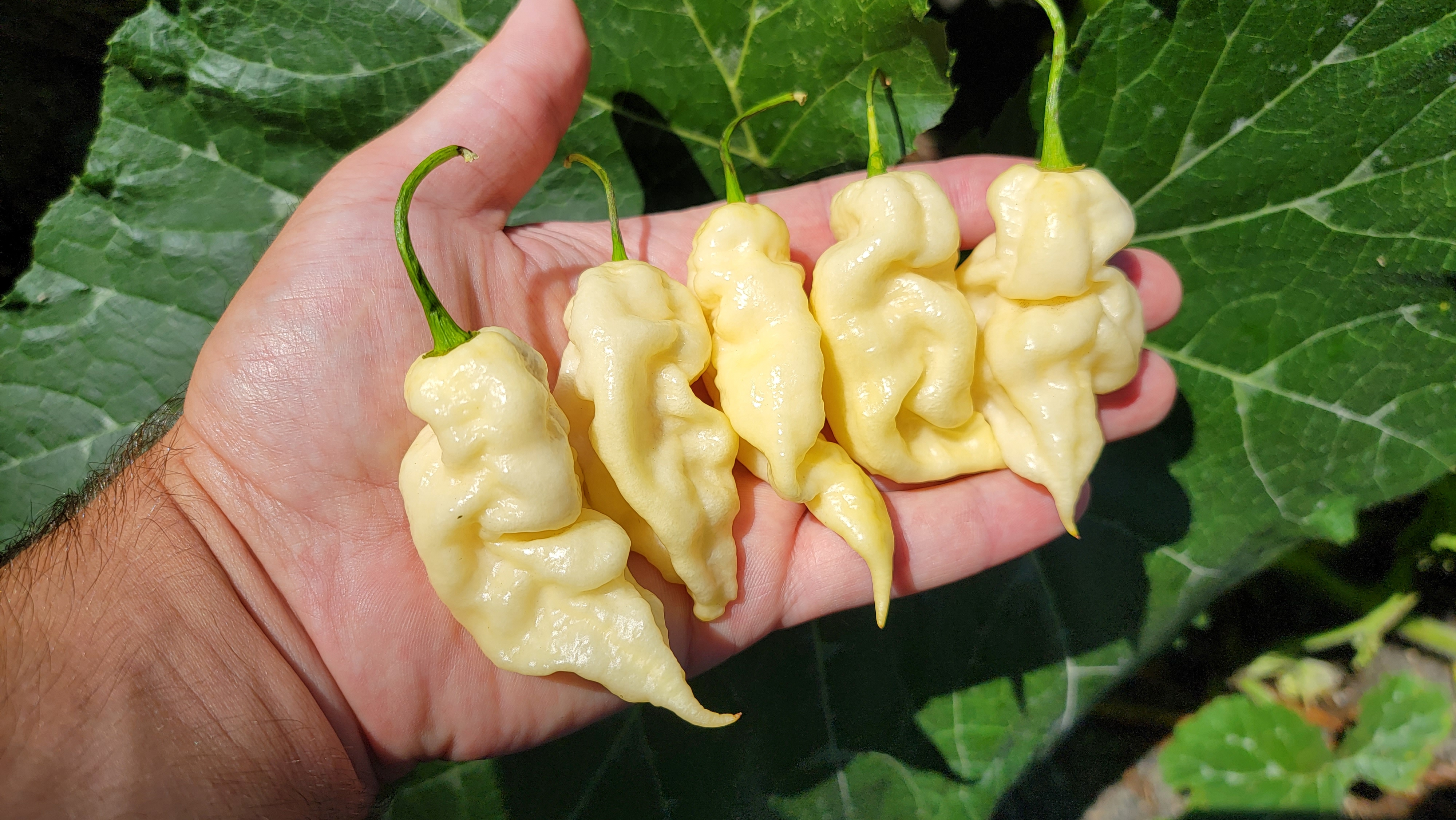 White Knight Pepper Seeds