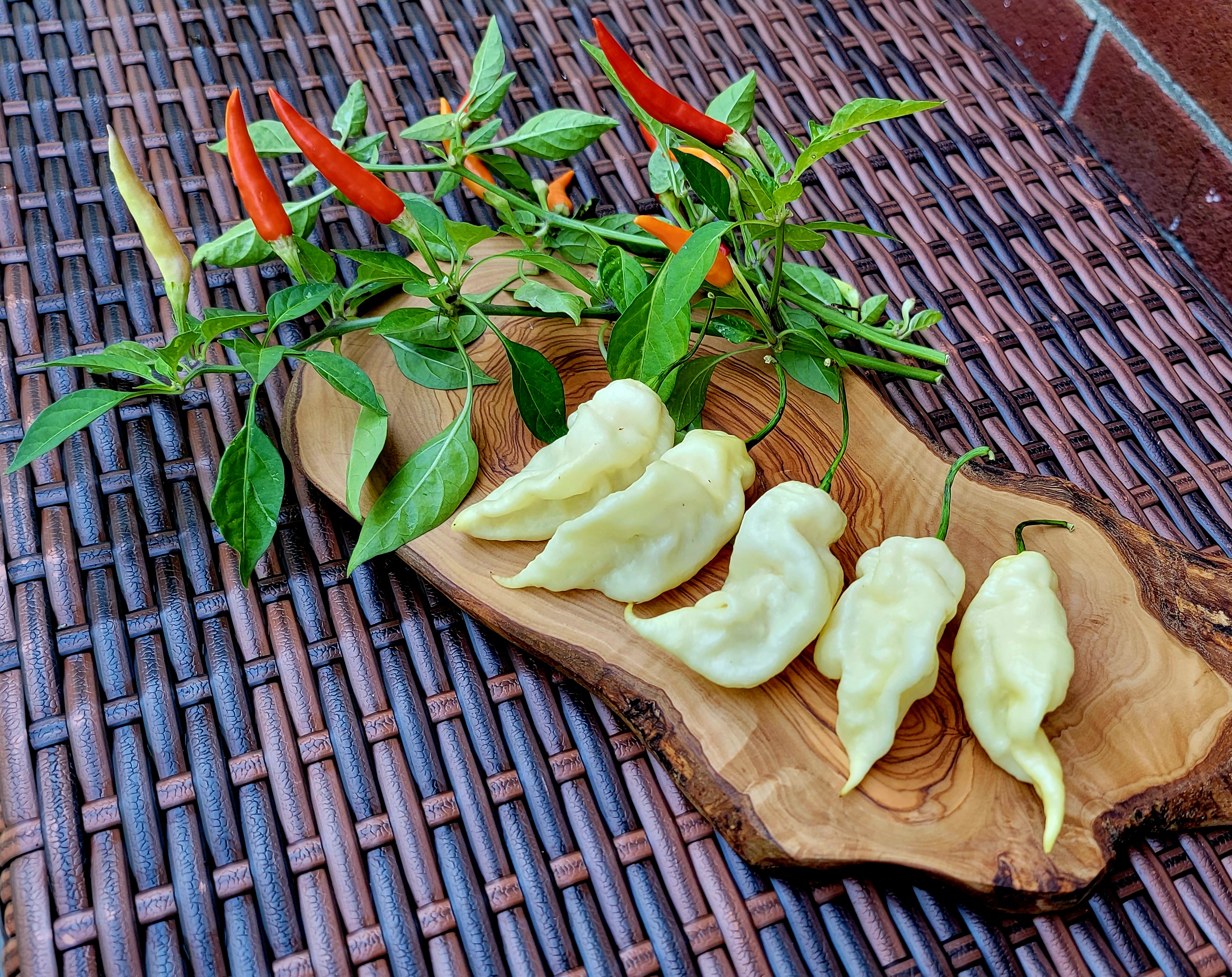 White Knight Pepper Seeds