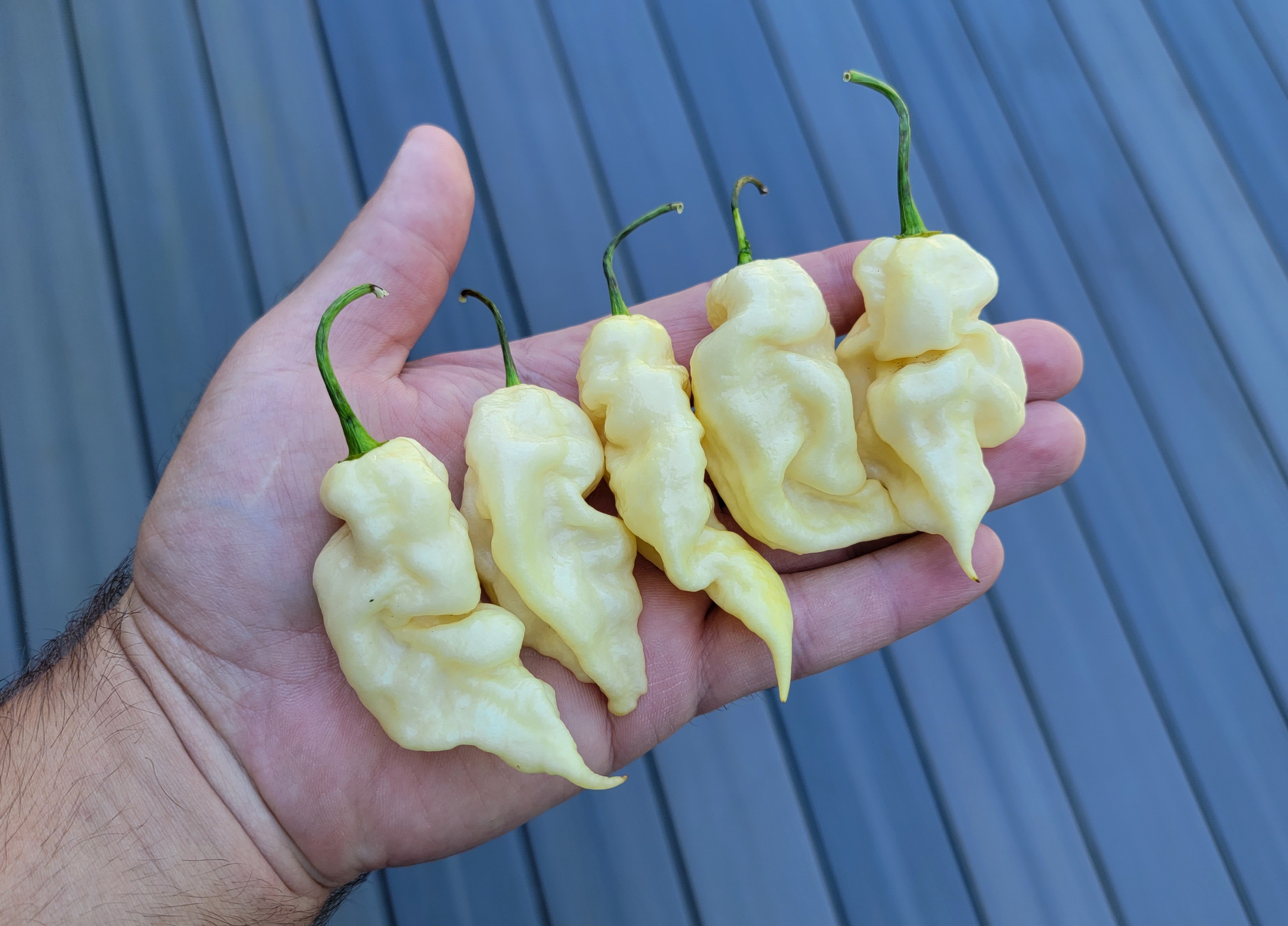 White Knight Pepper Seeds