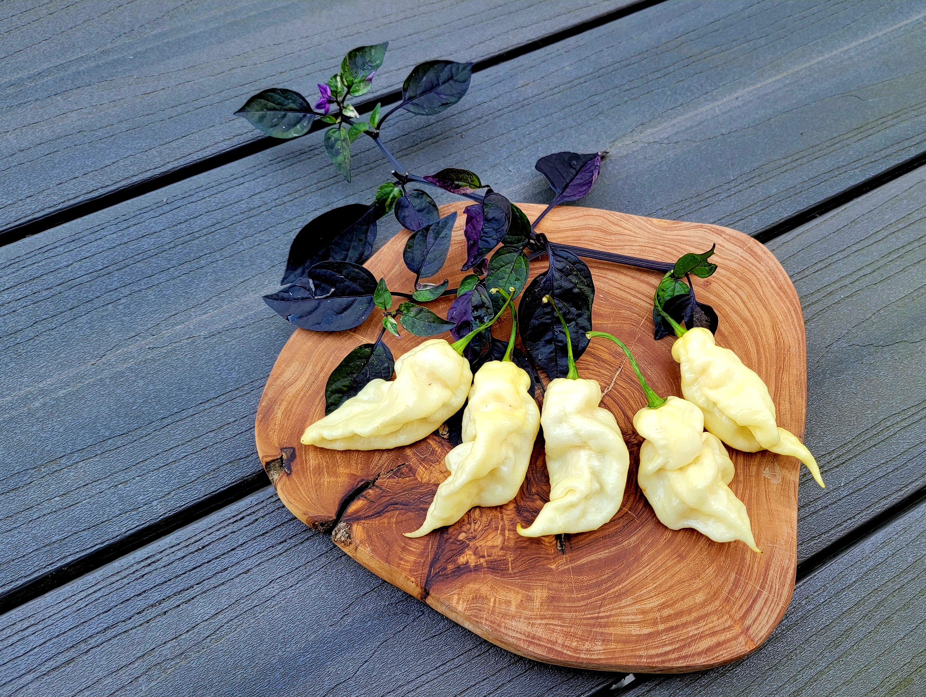 White Knight Pepper Seeds