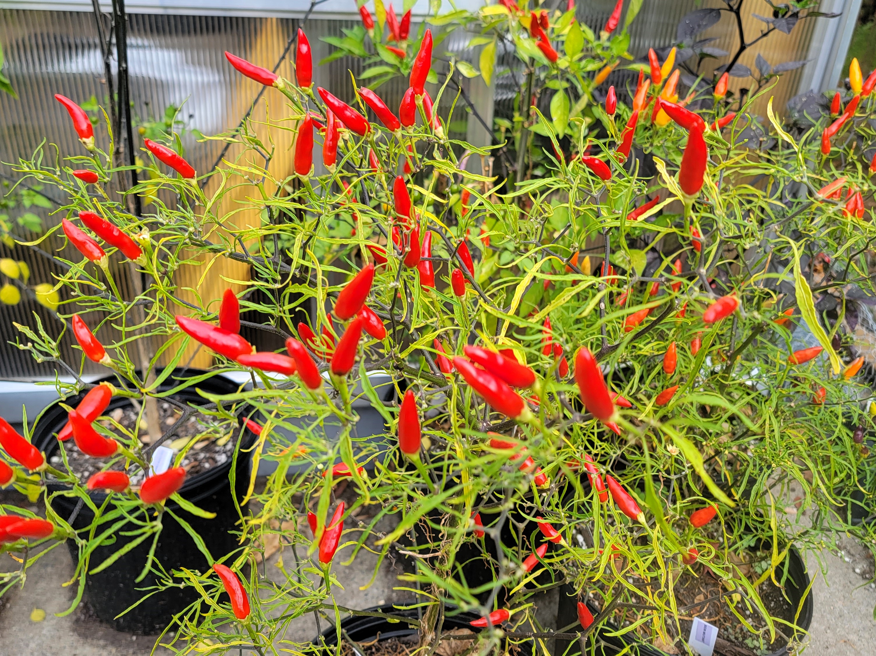 Xion Mutant Pepper Seeds