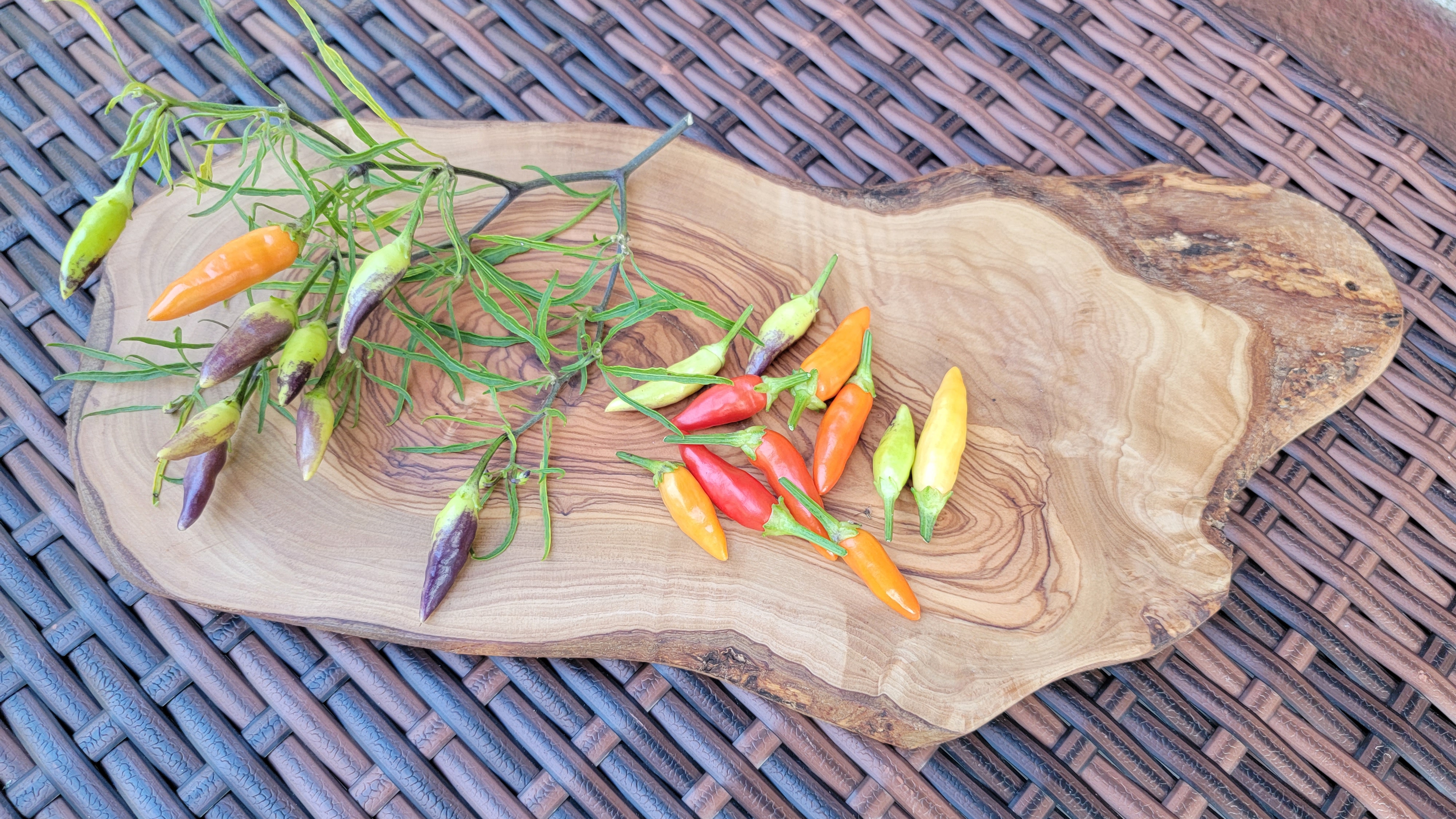 Xion Mutant Pepper Seeds