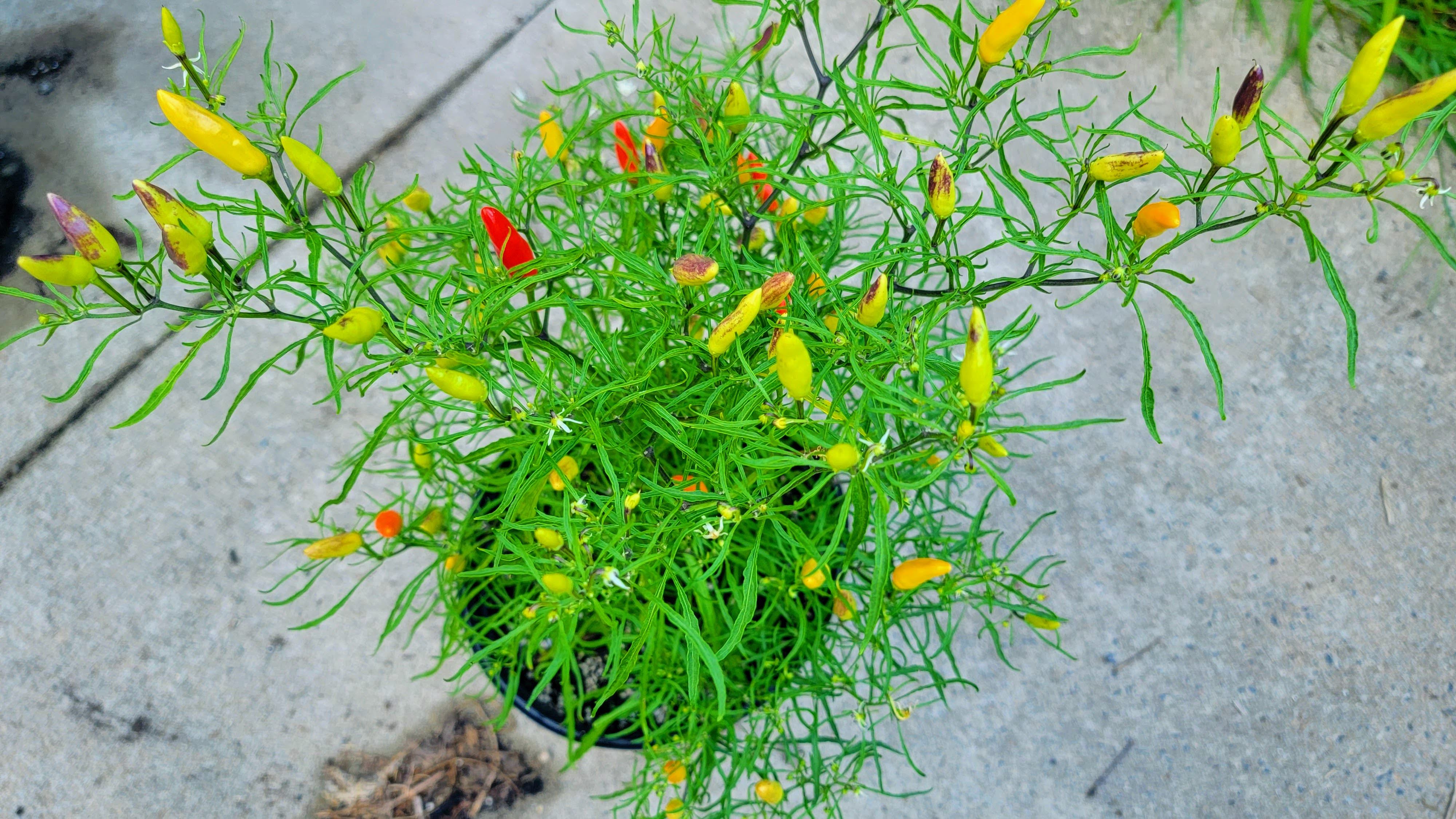 Xion Mutant Pepper Seeds