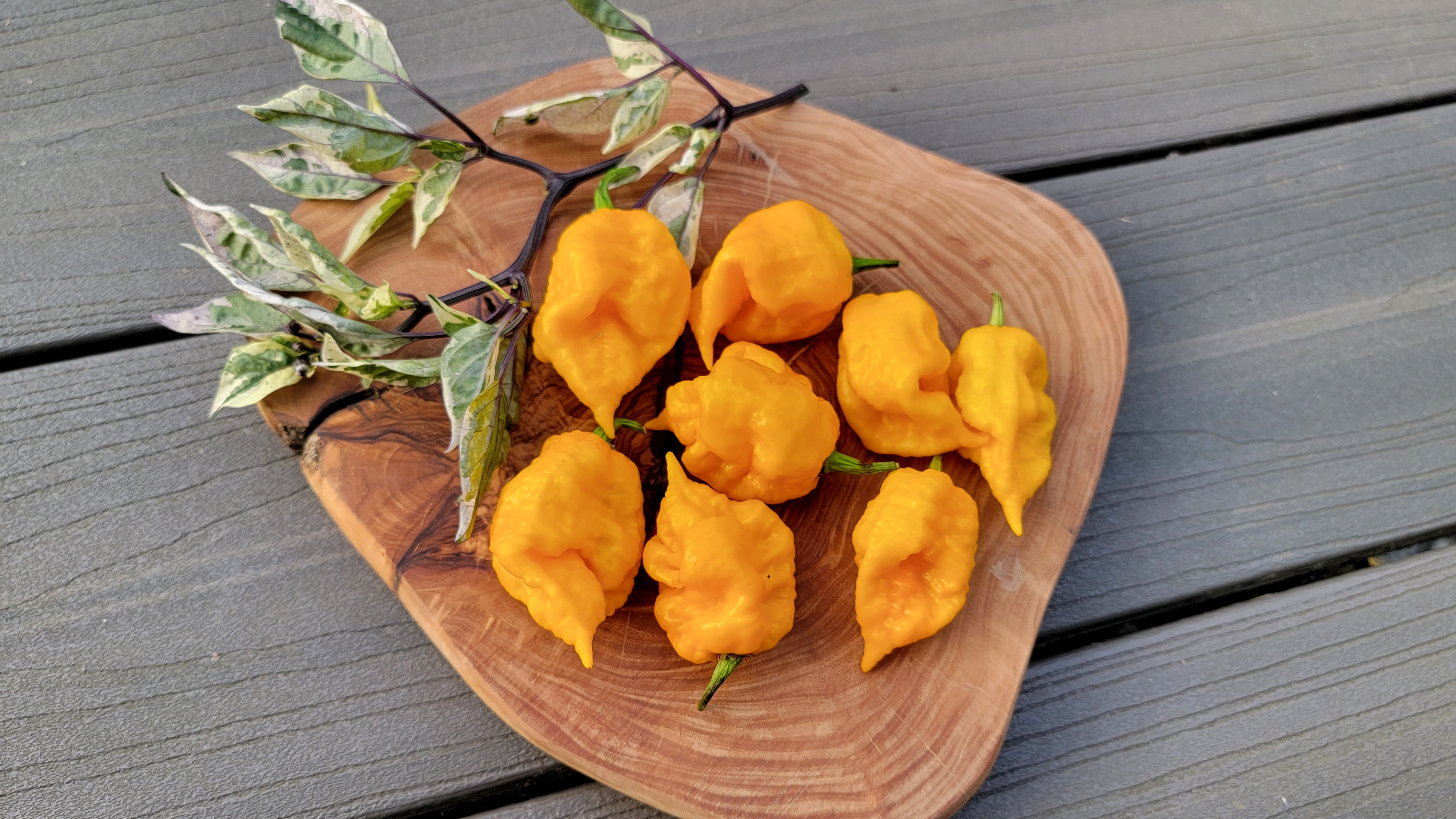 Borg9 Yellow Pepper Seeds
