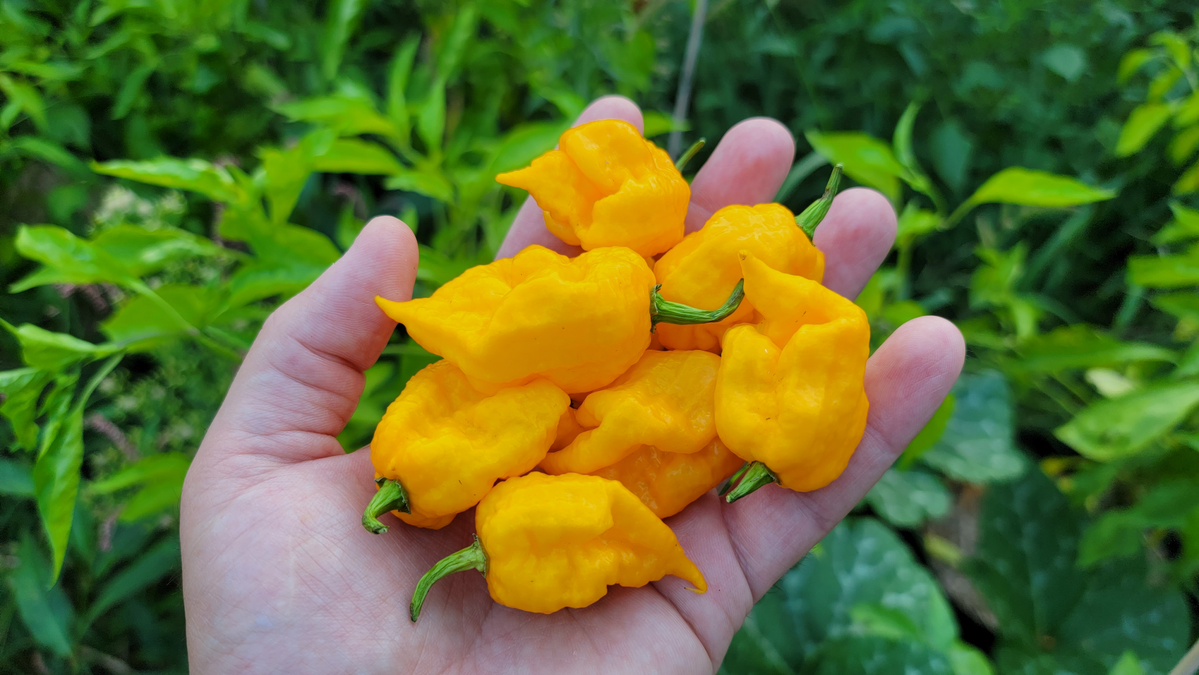 Borg9 Yellow Pepper Seeds