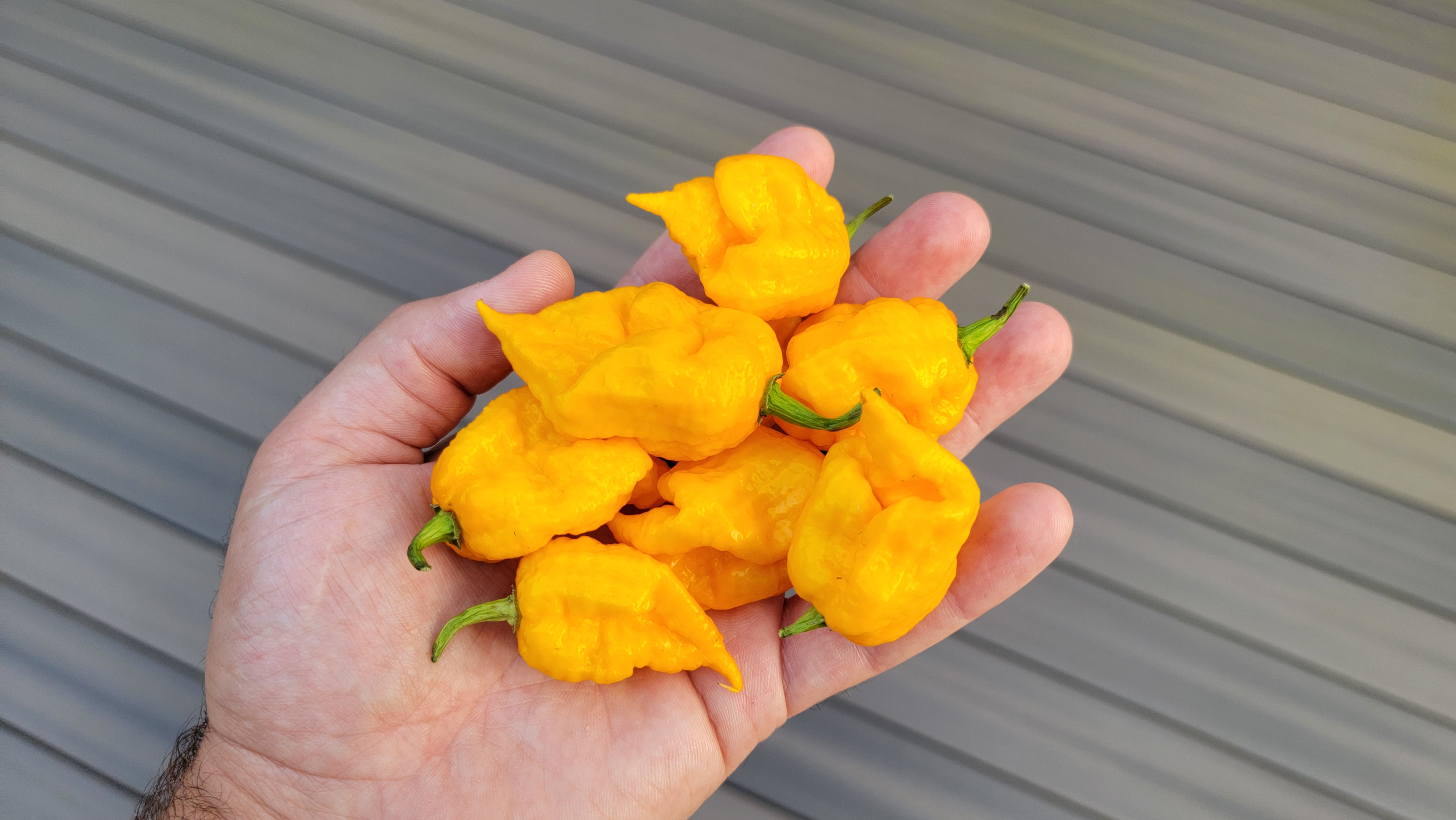 Borg9 Yellow Pepper Seeds