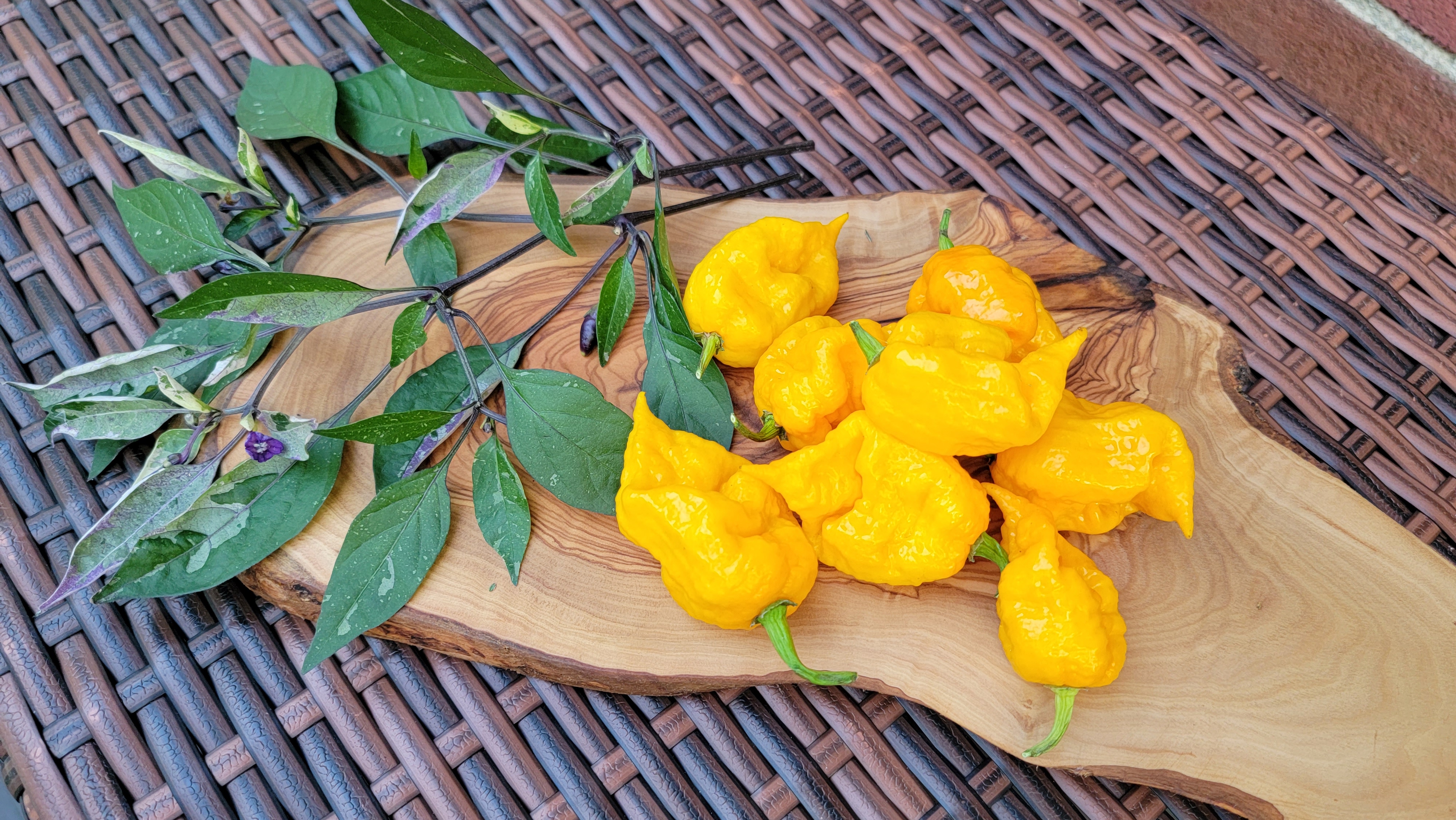 Borg9 Yellow Pepper Seeds