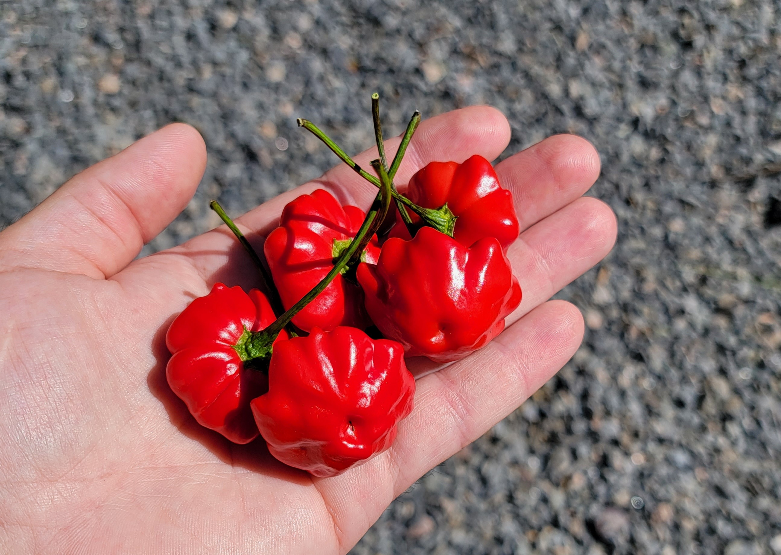 Brazilian Starfish Pepper Seeds