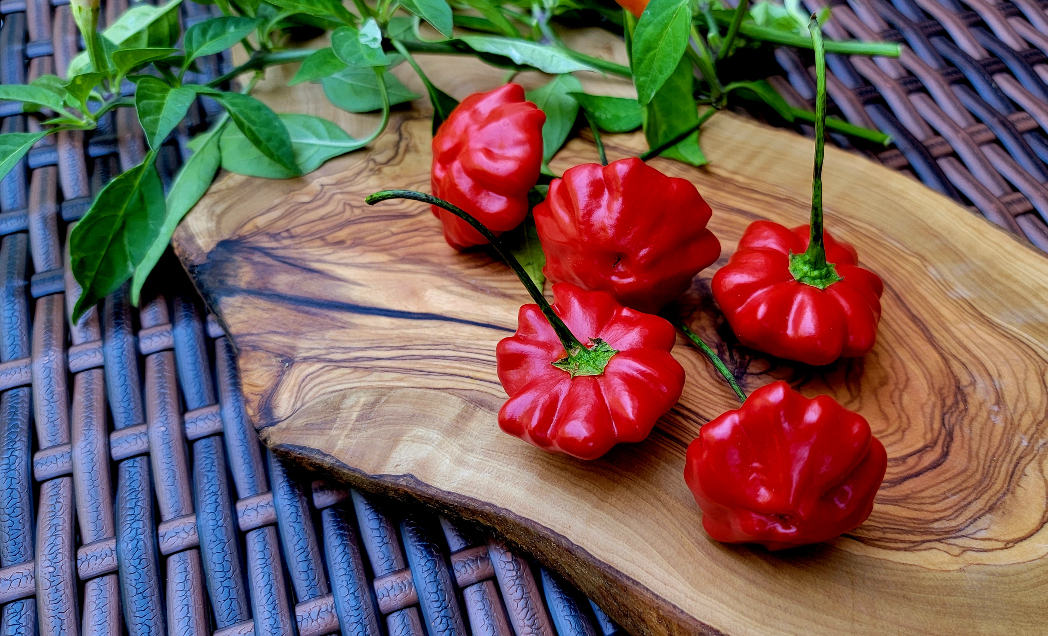 Brazilian Starfish Pepper Seeds