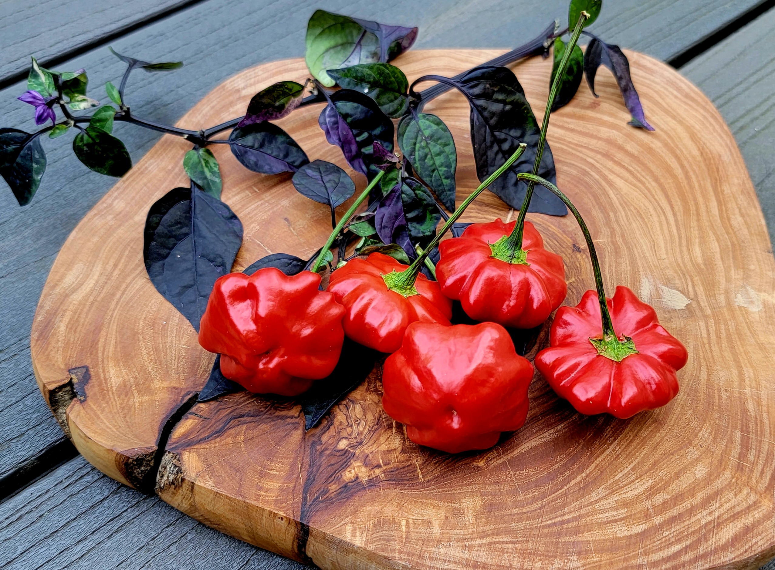 Brazilian Starfish Pepper Seeds