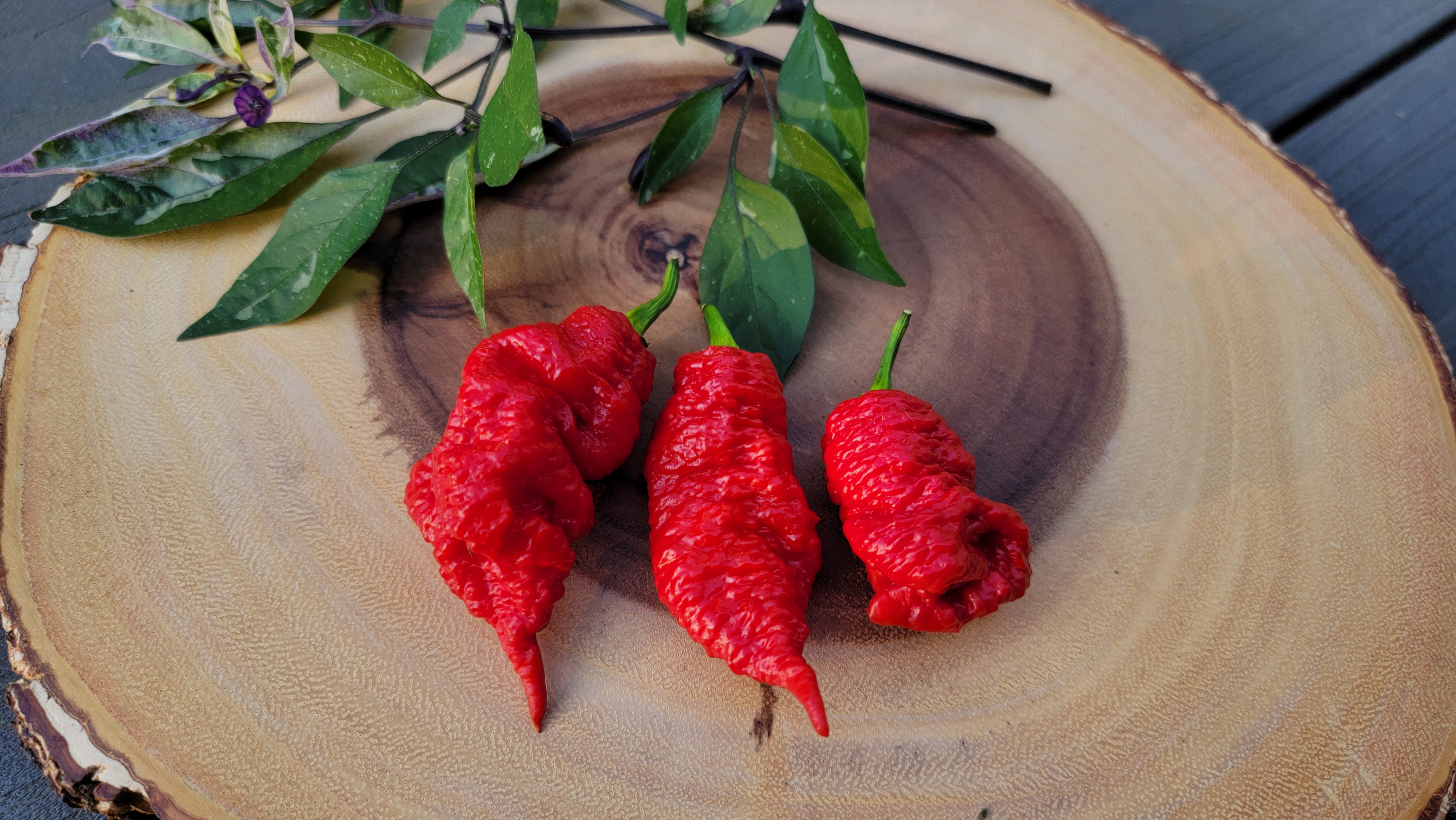 Death Spiral Pepper Seeds