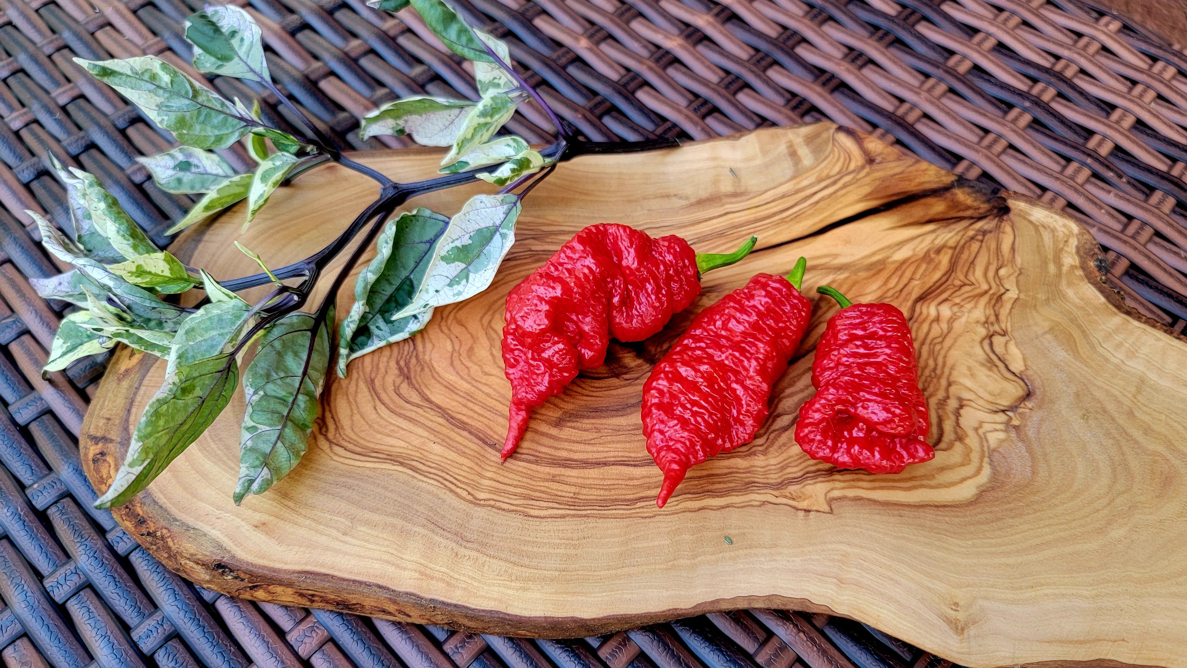 Death Spiral Pepper Seeds