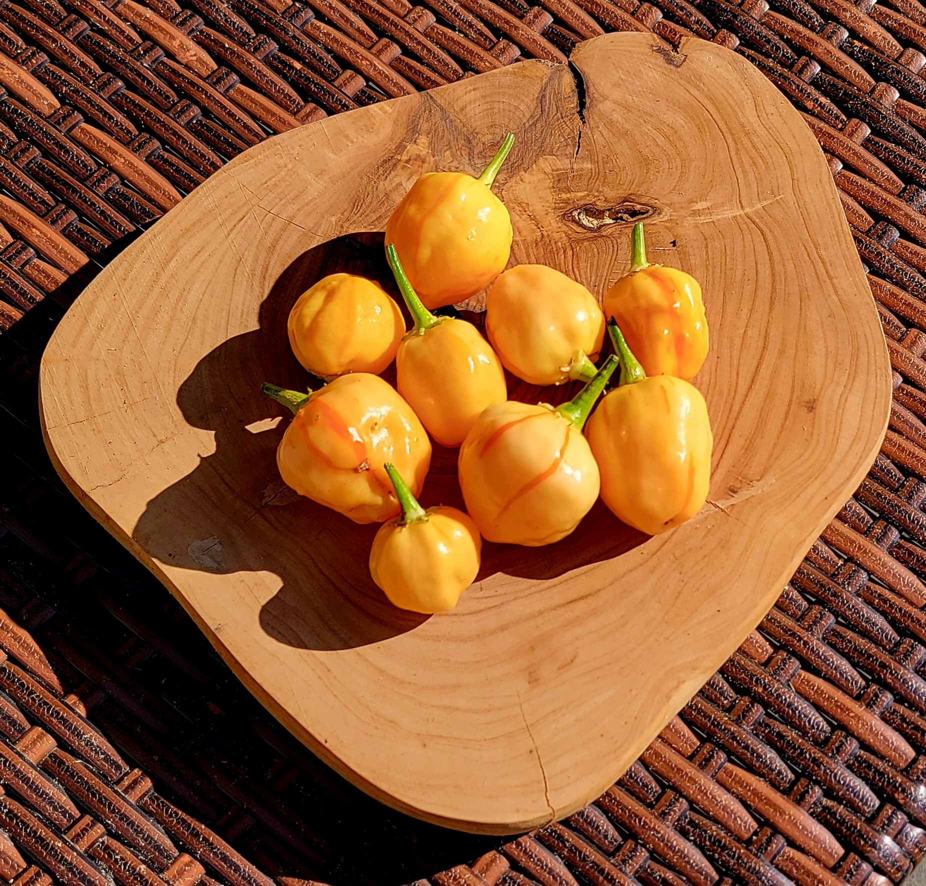 Peppapeach Stripey Pepper Seeds