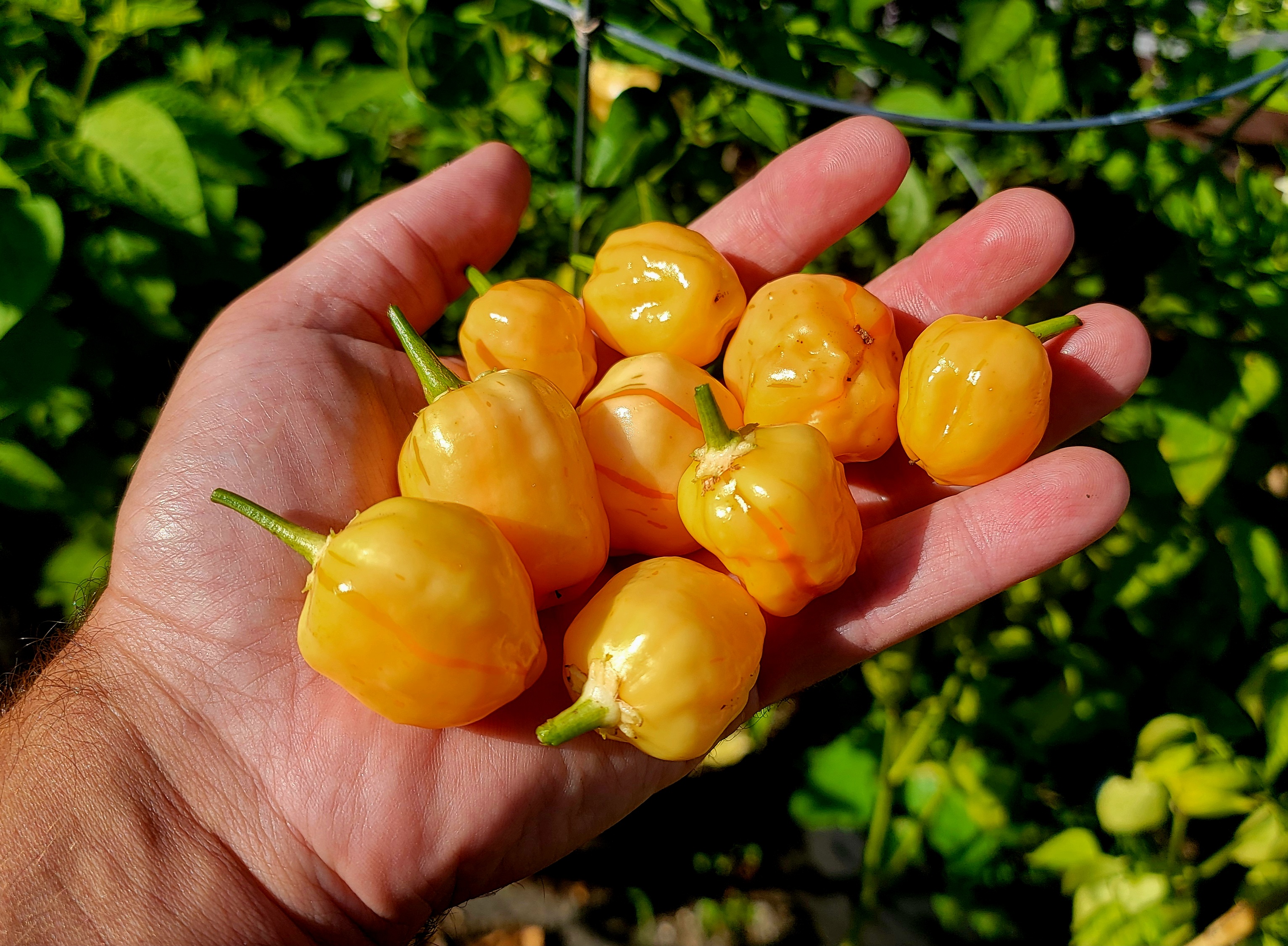 Peppapeach Stripey Pepper Seeds