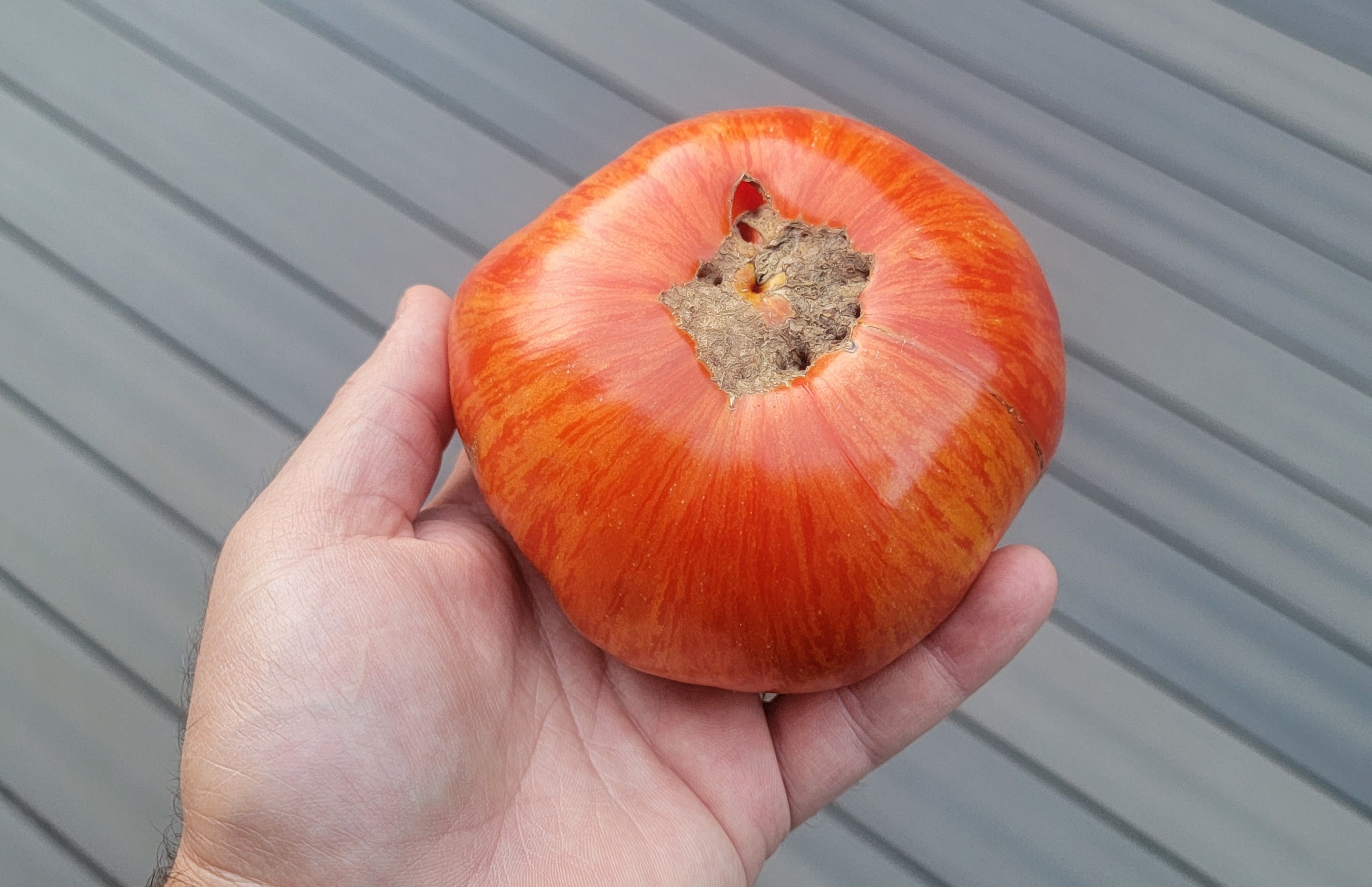 Feuerwerk (Firework) Tomato