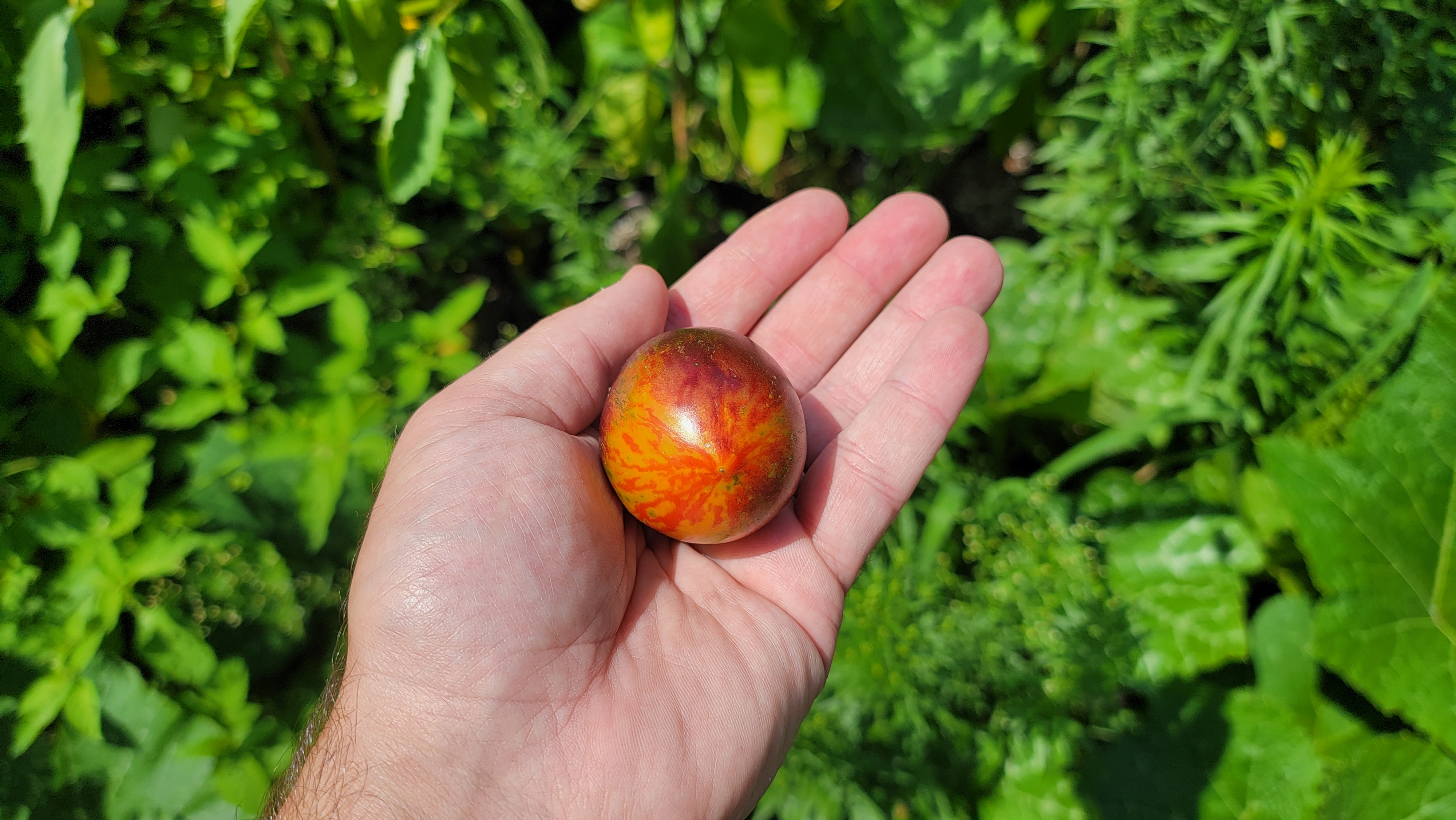 Gargamel Tomato