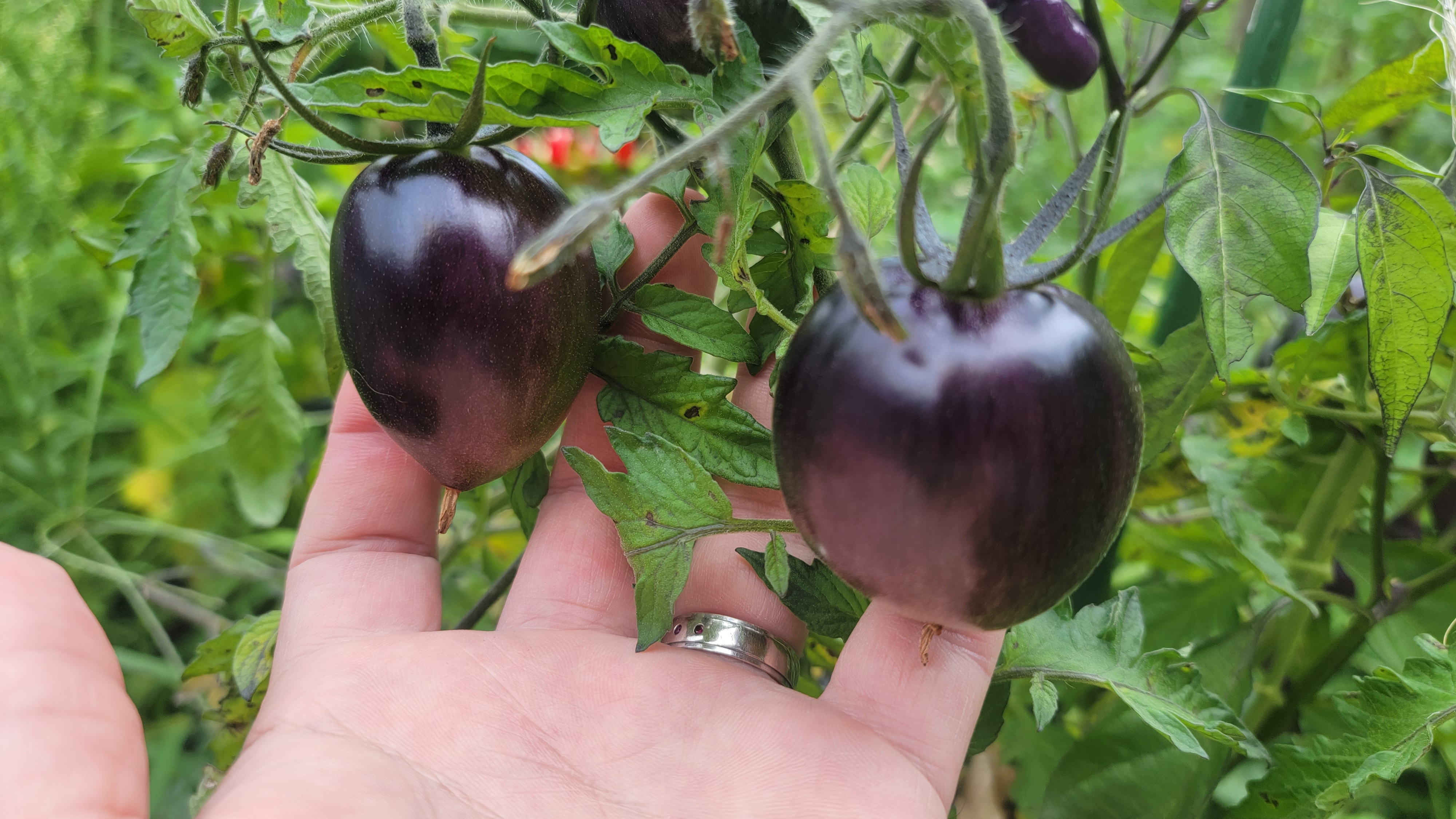 Gargamel Tomato