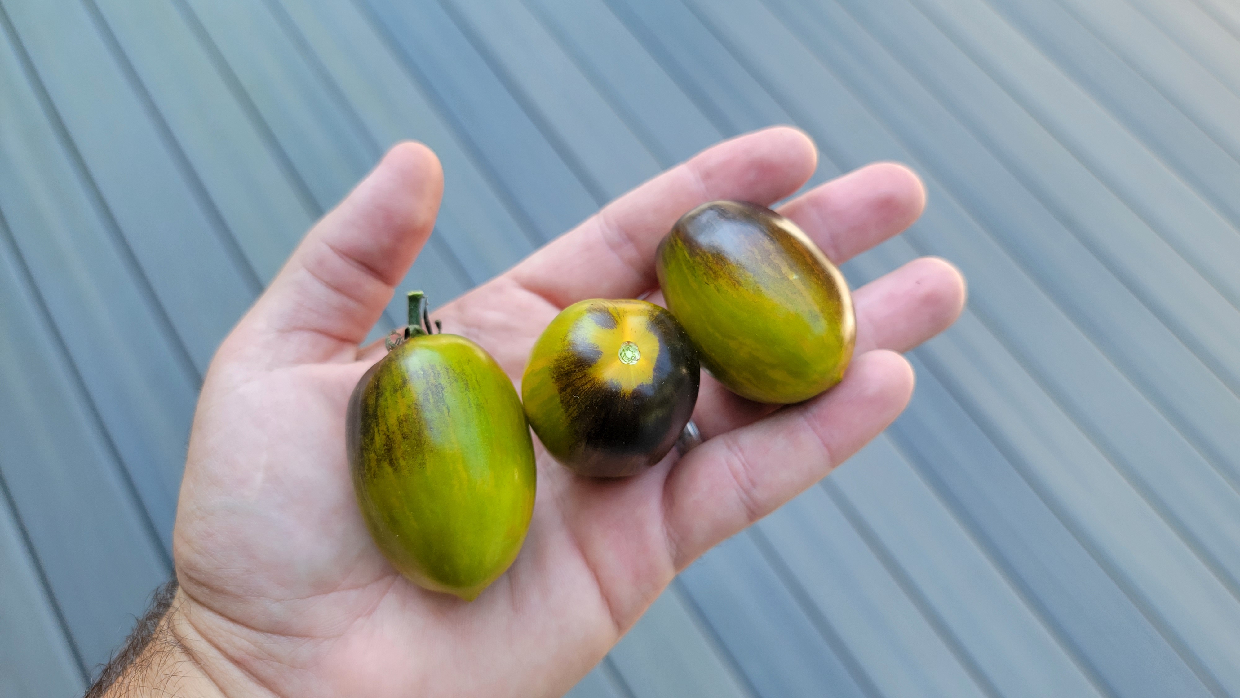 Brad's Atomic Grape Tomato
