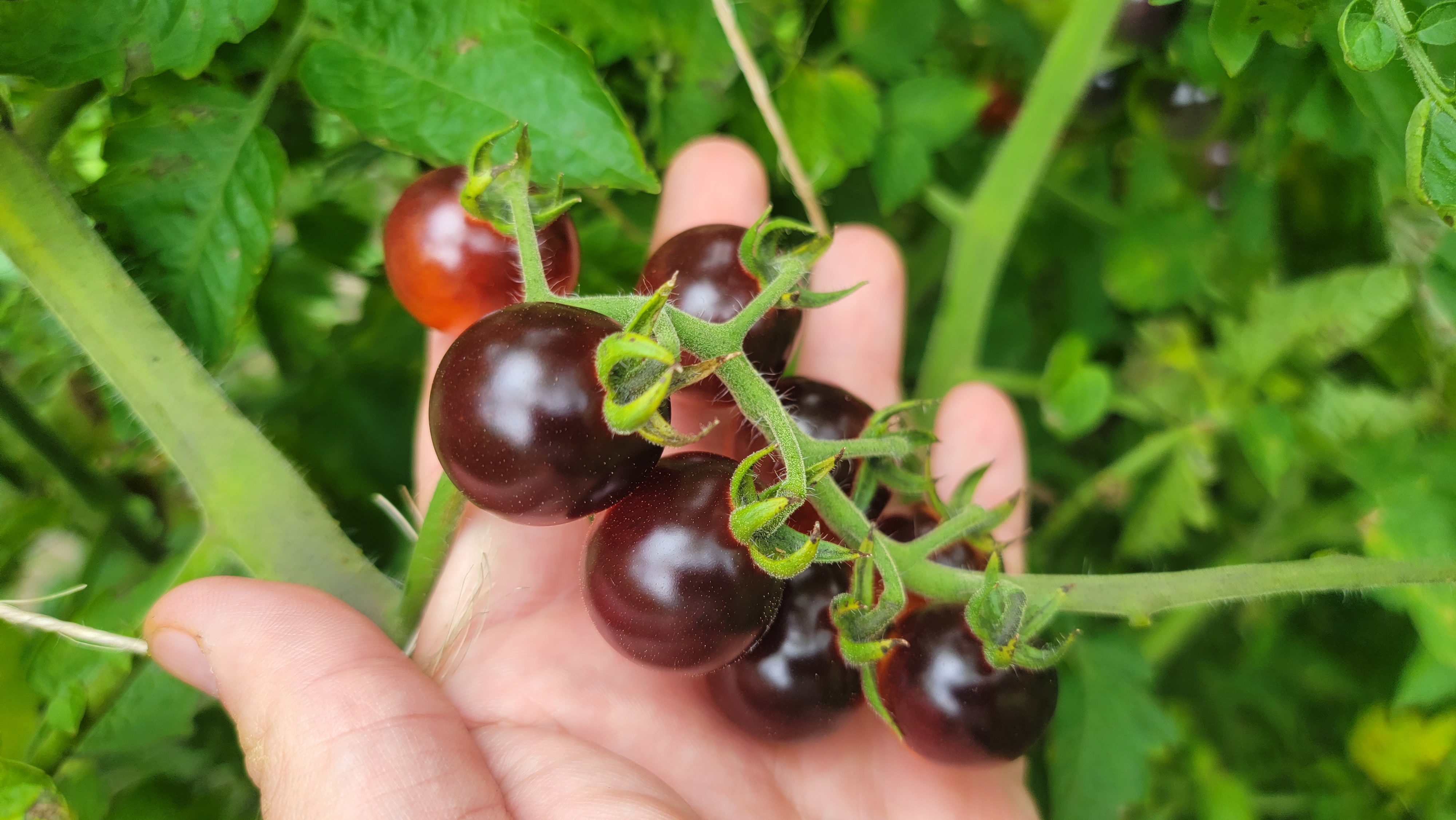 Blueberry Cherry Tomato