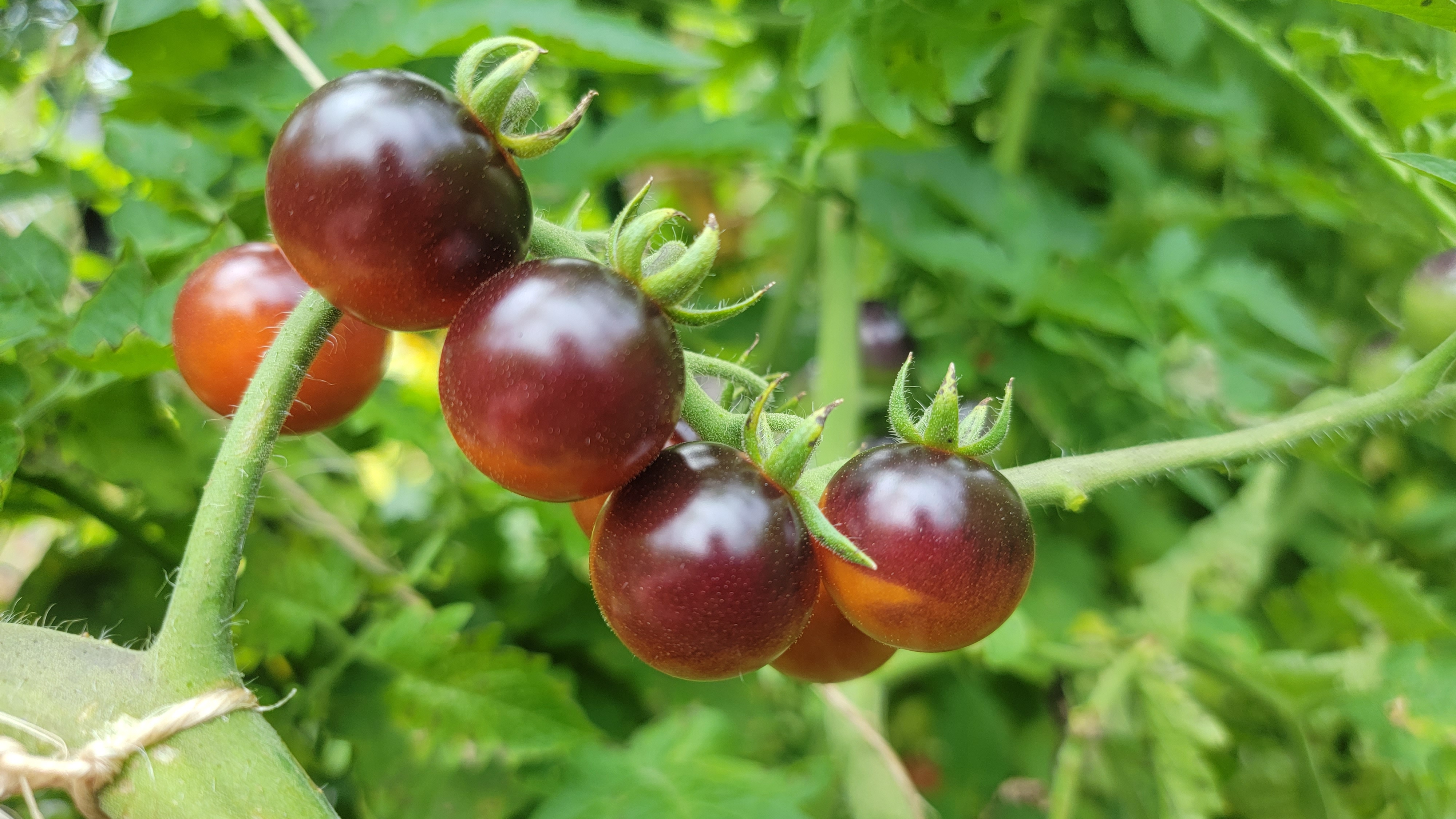 Blueberry Cherry Tomato