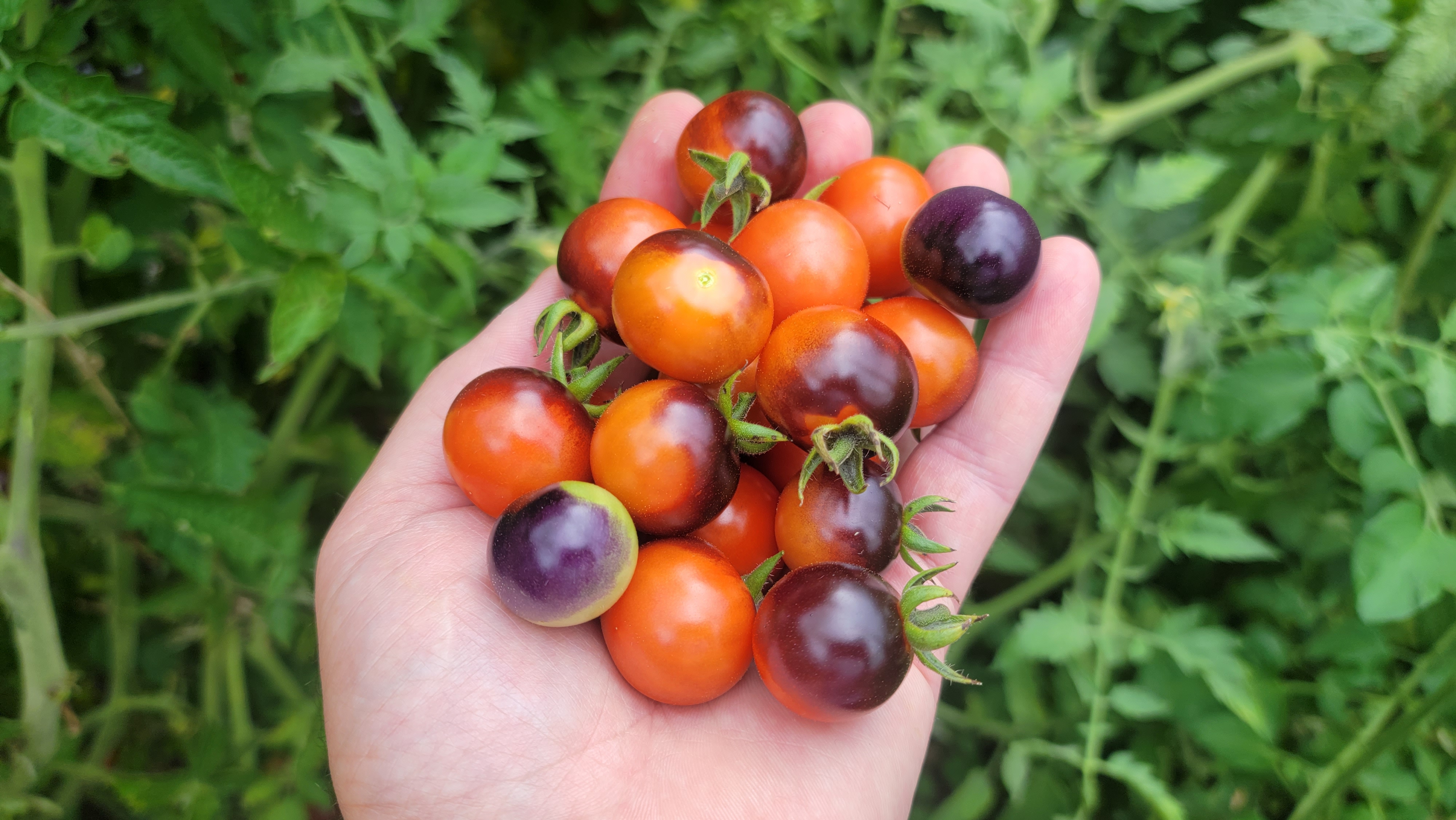Blueberry Cherry Tomato