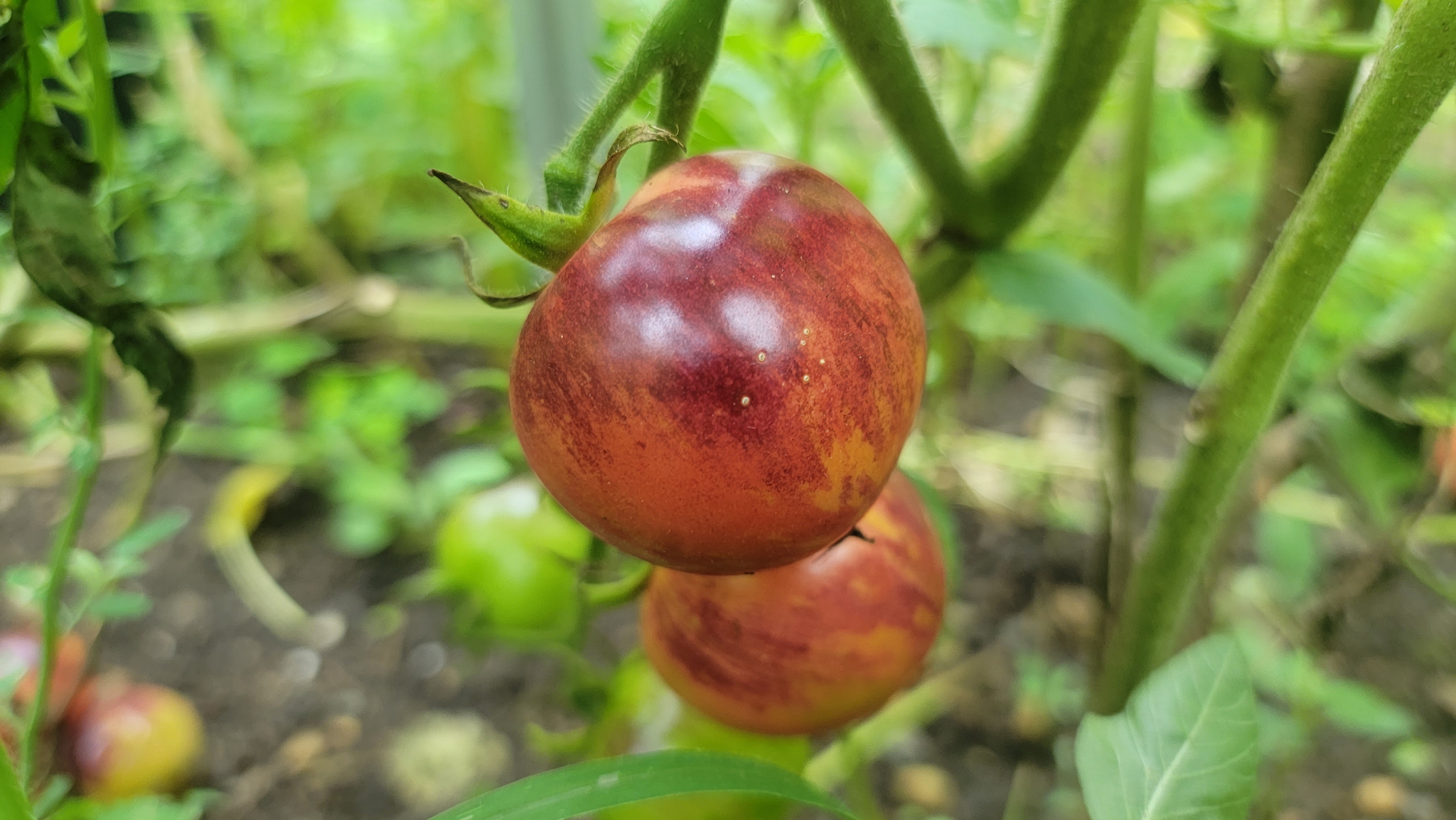 Black Strawberry Tomato