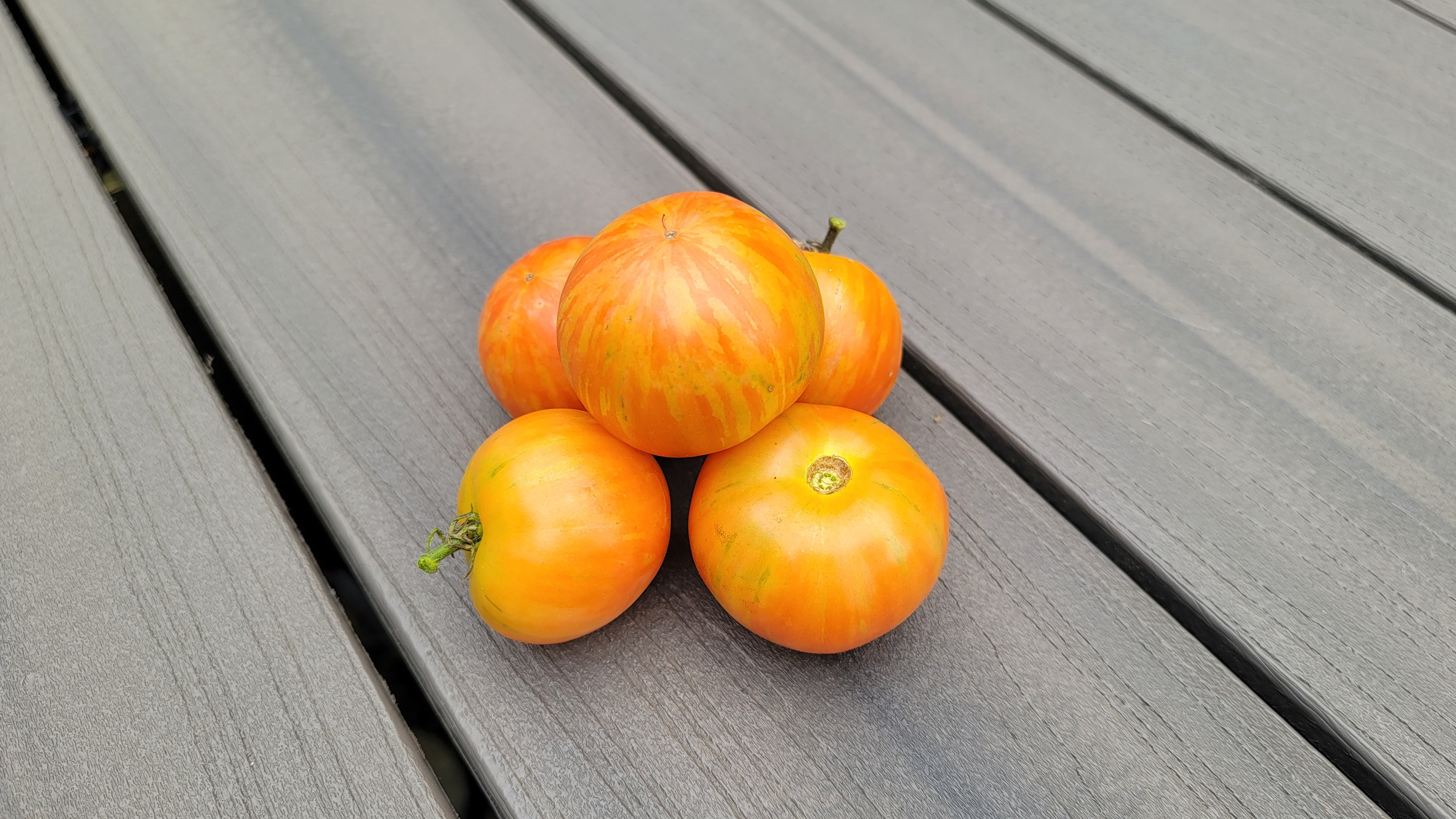 Tigerella Tomato