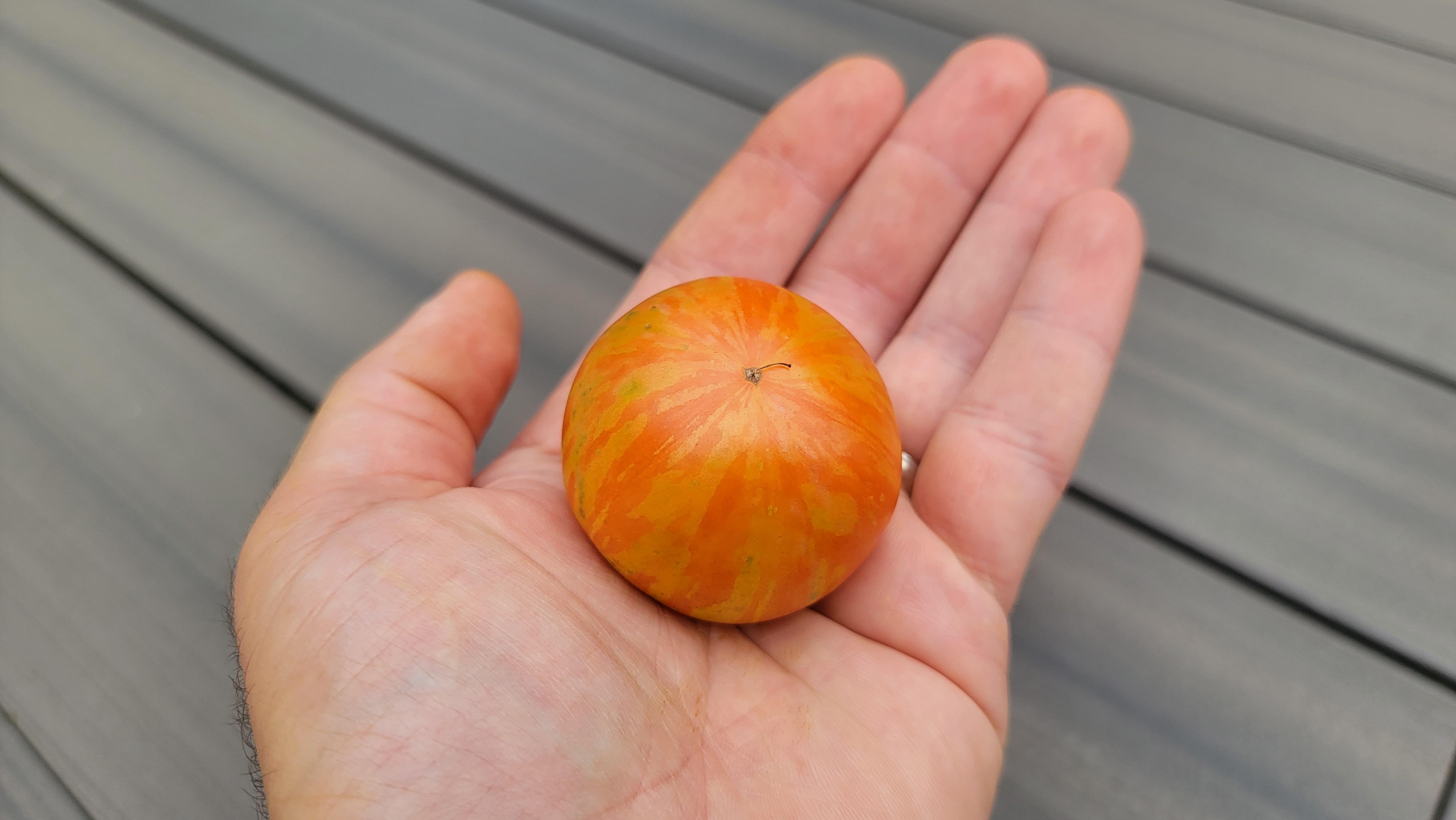 Tigerella Tomato