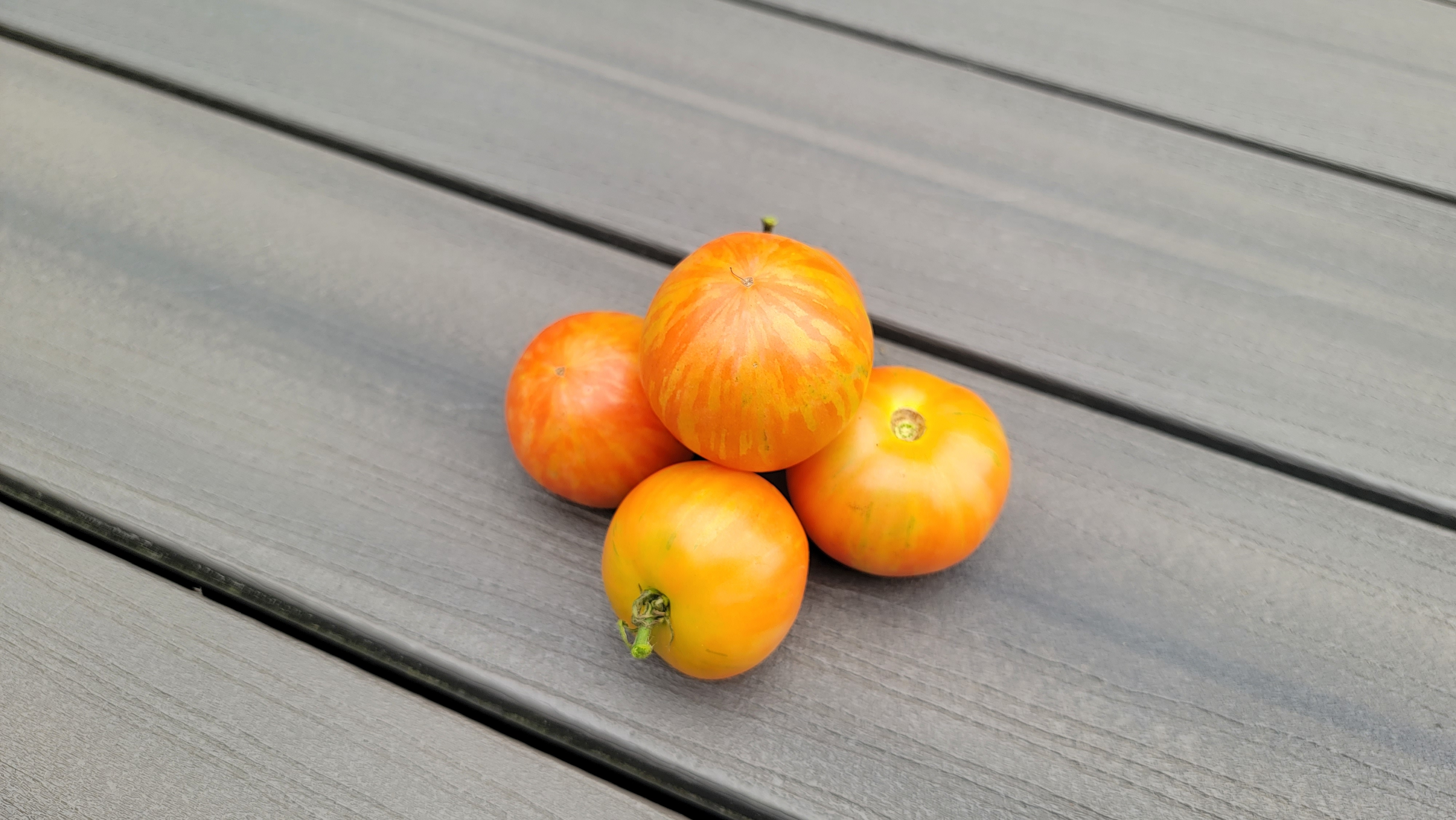 Tigerella Tomato