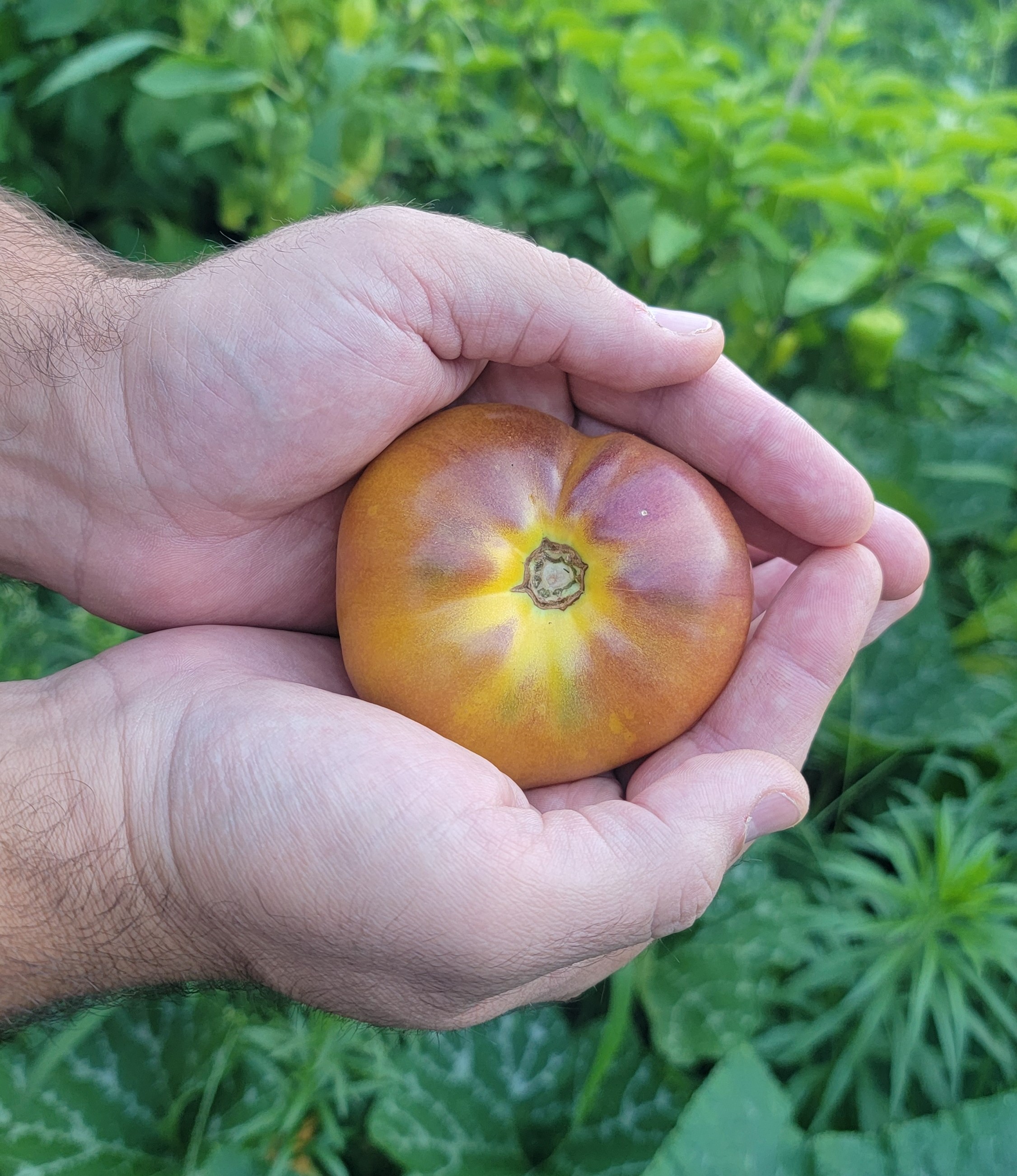 Alice's Dream Tomato