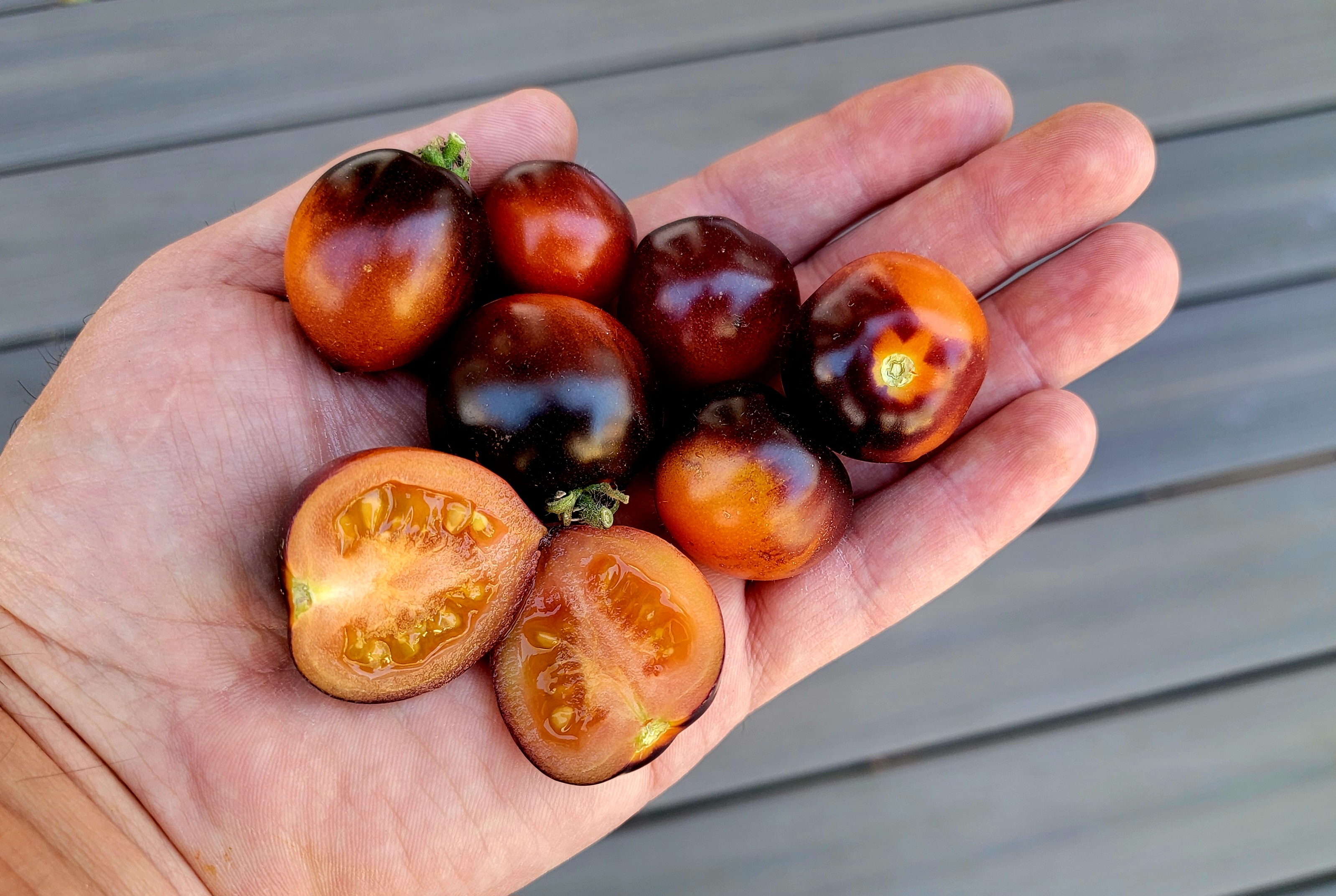 Tartufo Micro Dwarf Tomato