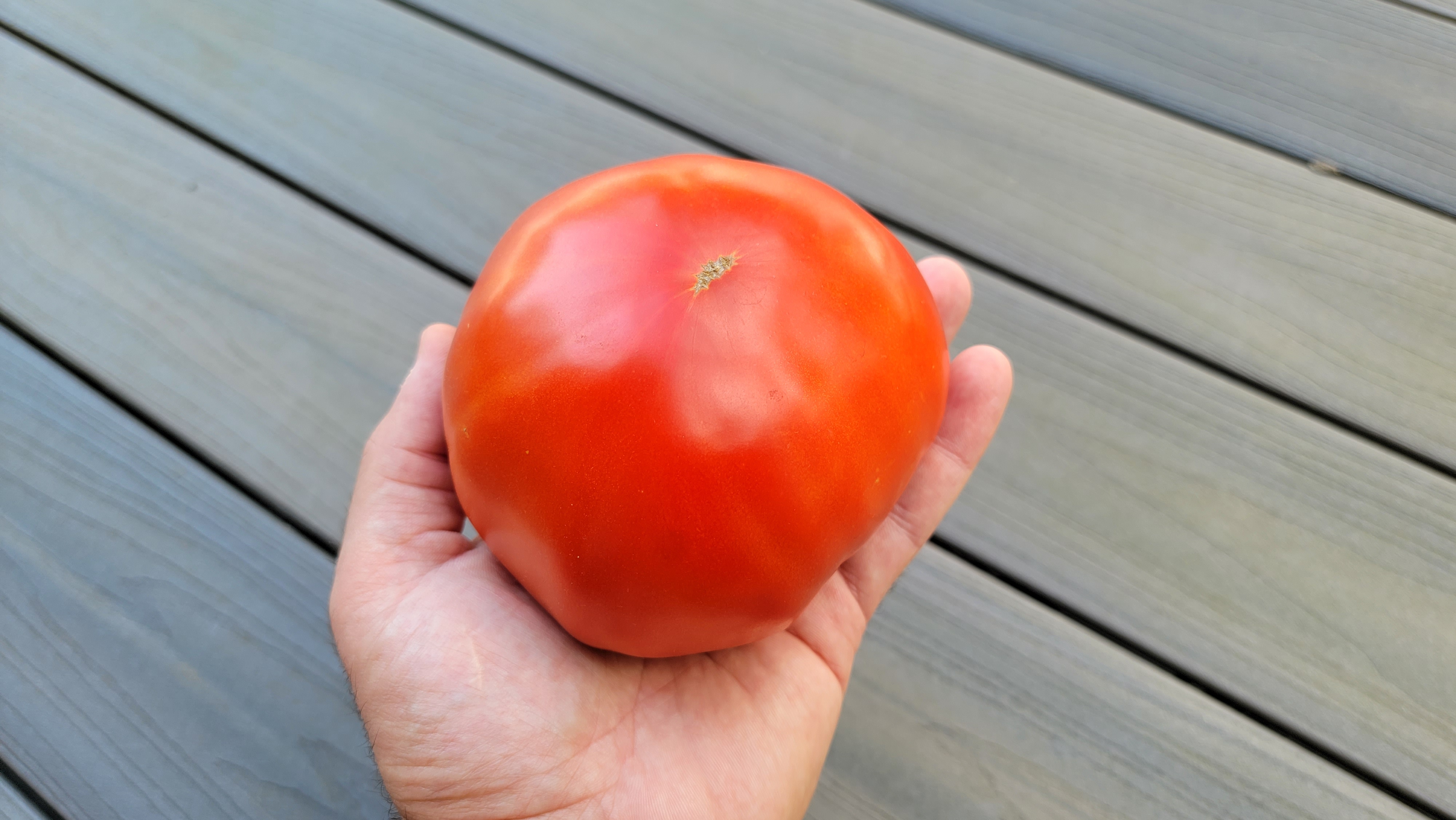 Striped German Tomato