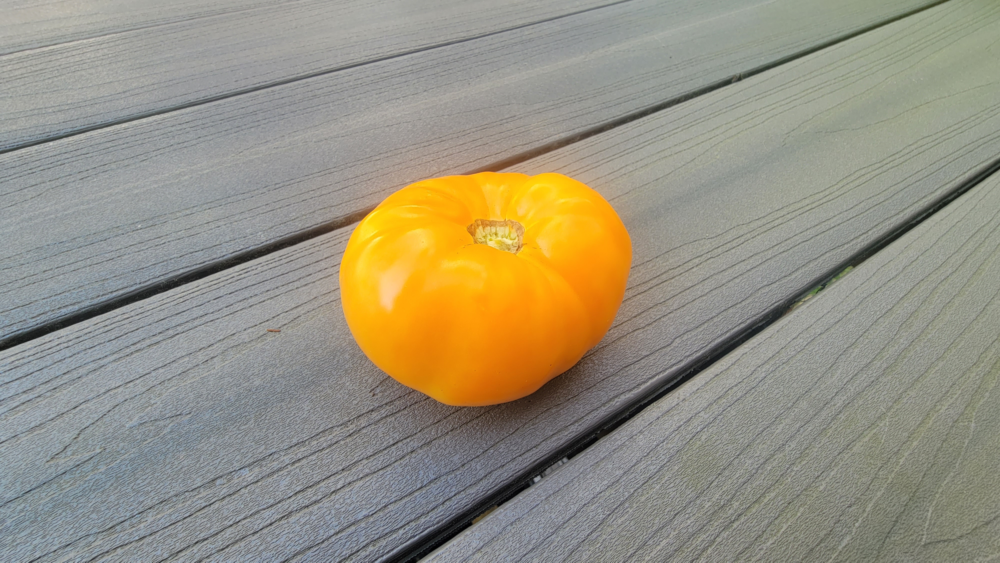 Amana Orange Tomato