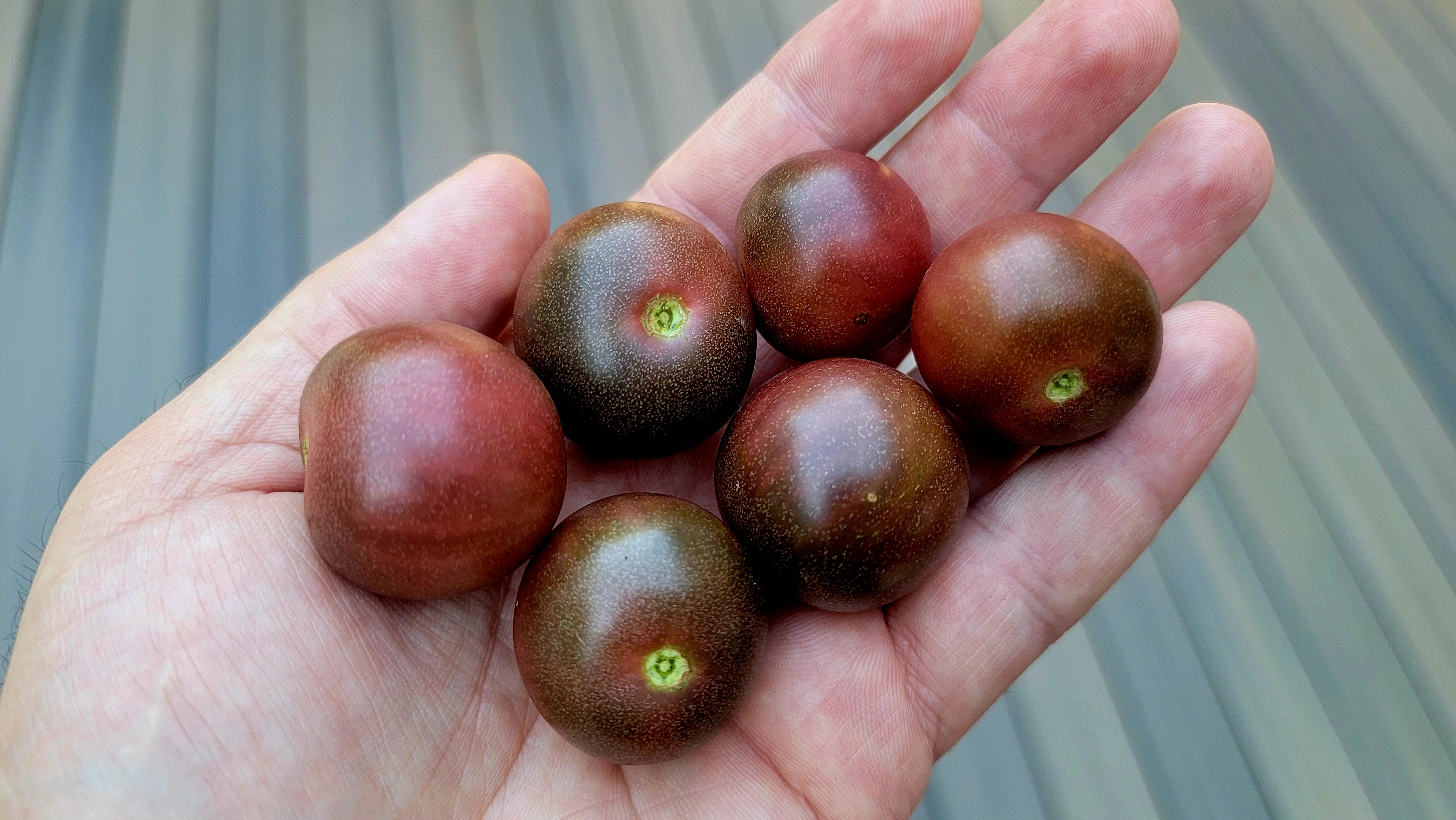 Black Cherry Tomato