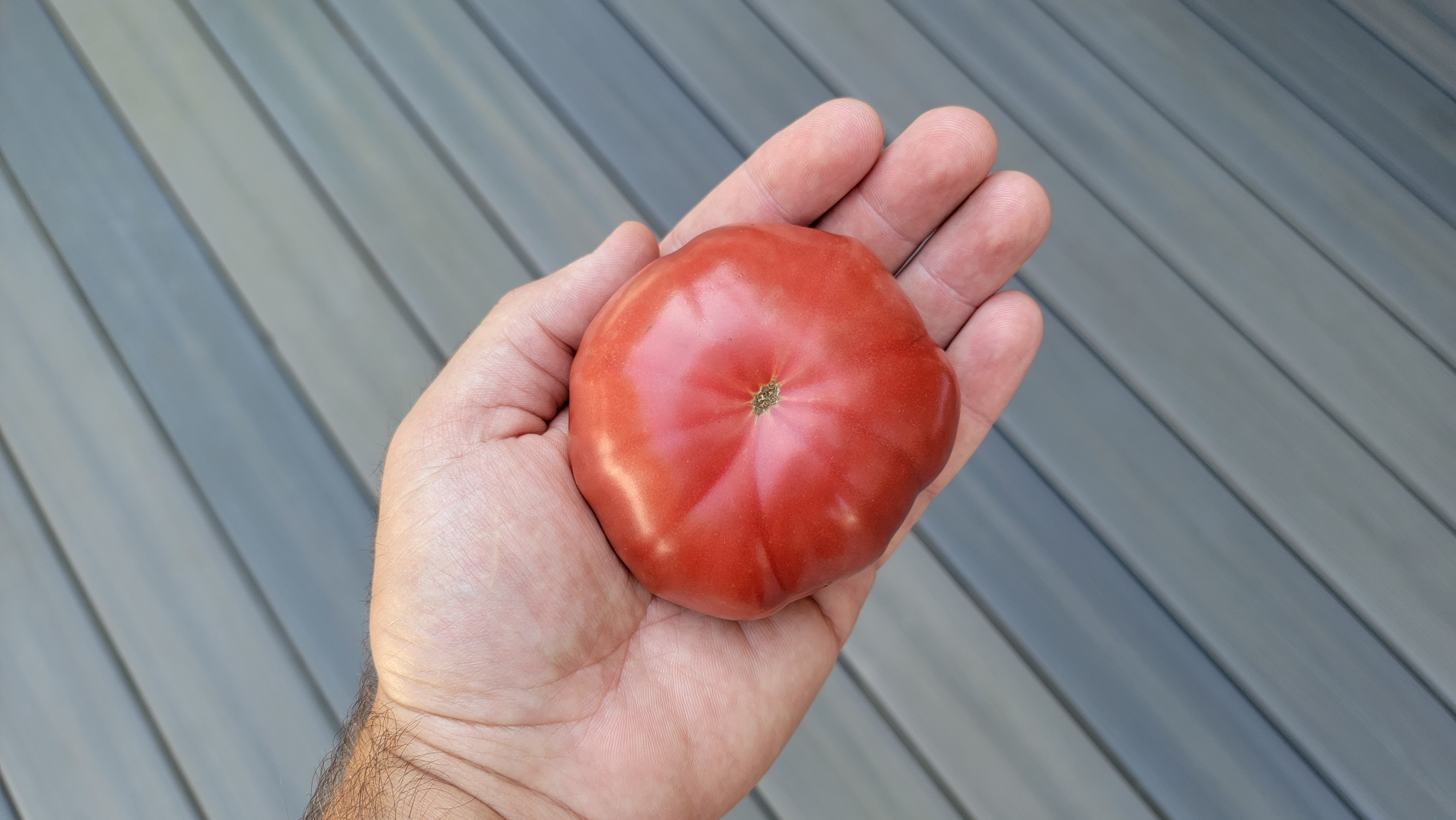 Black Krim Tomato