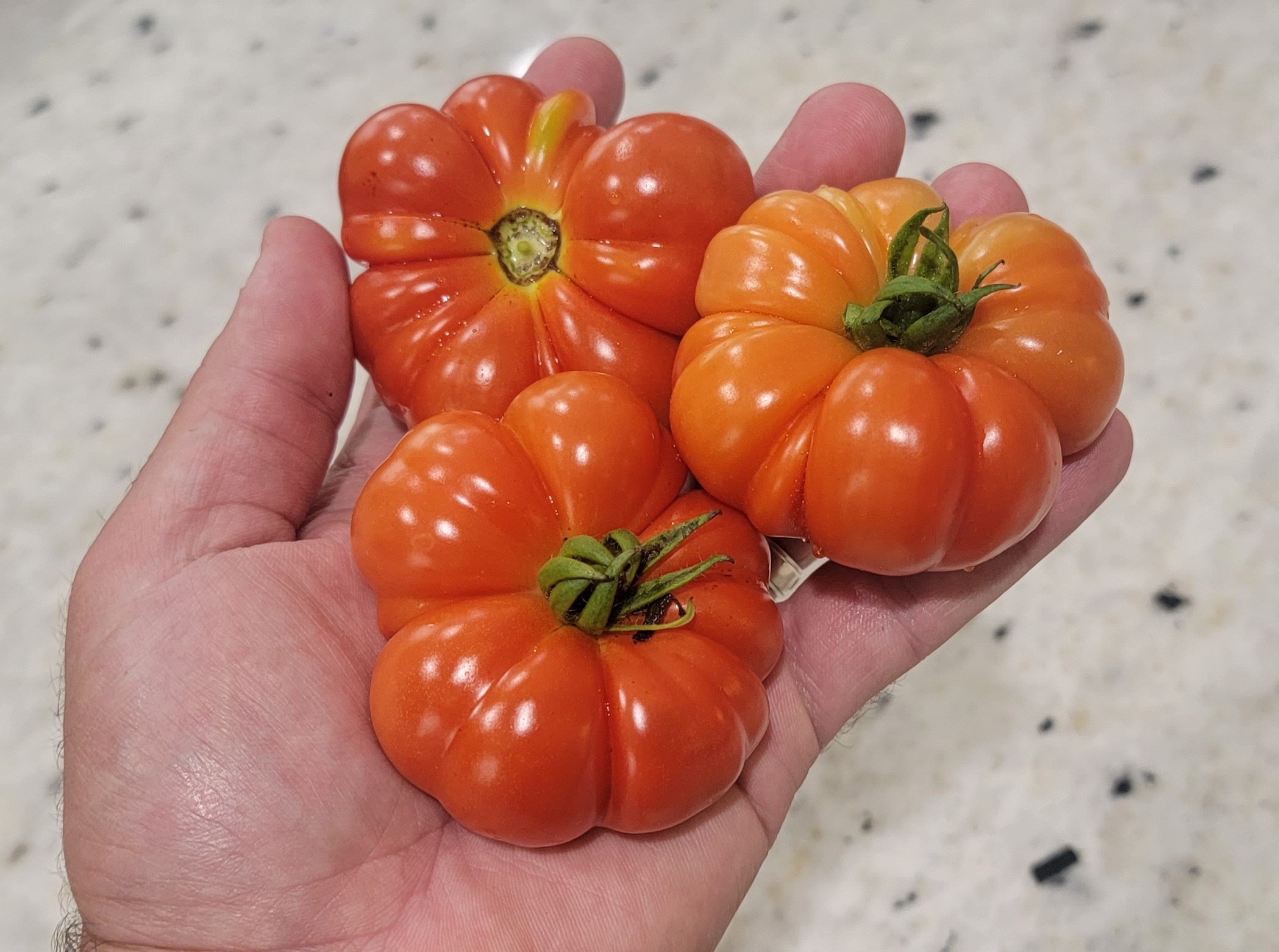 Florentine Ribbed (Costoluto Fiorentino) Tomato