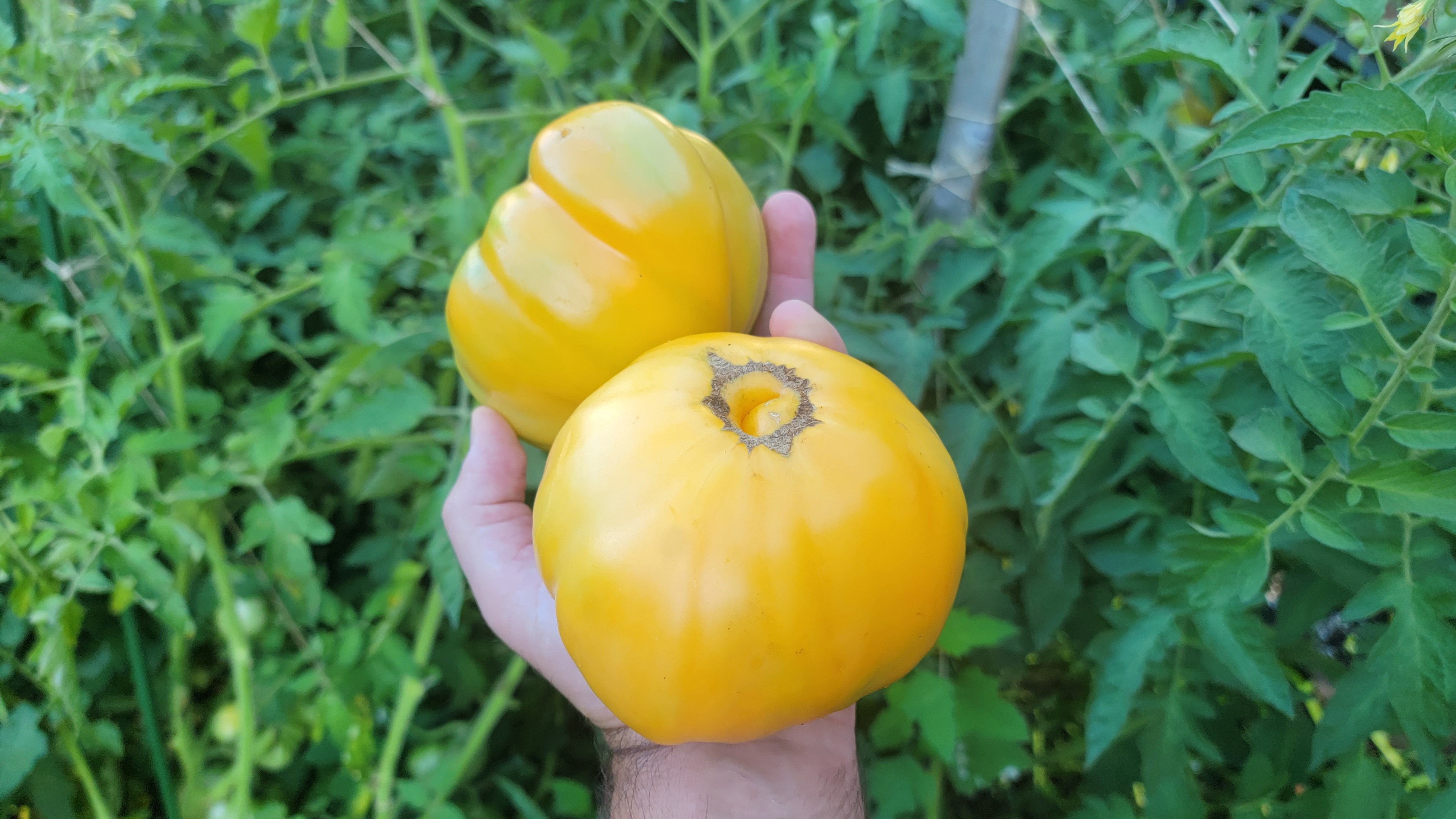 Kellog's Breakfast Tomato