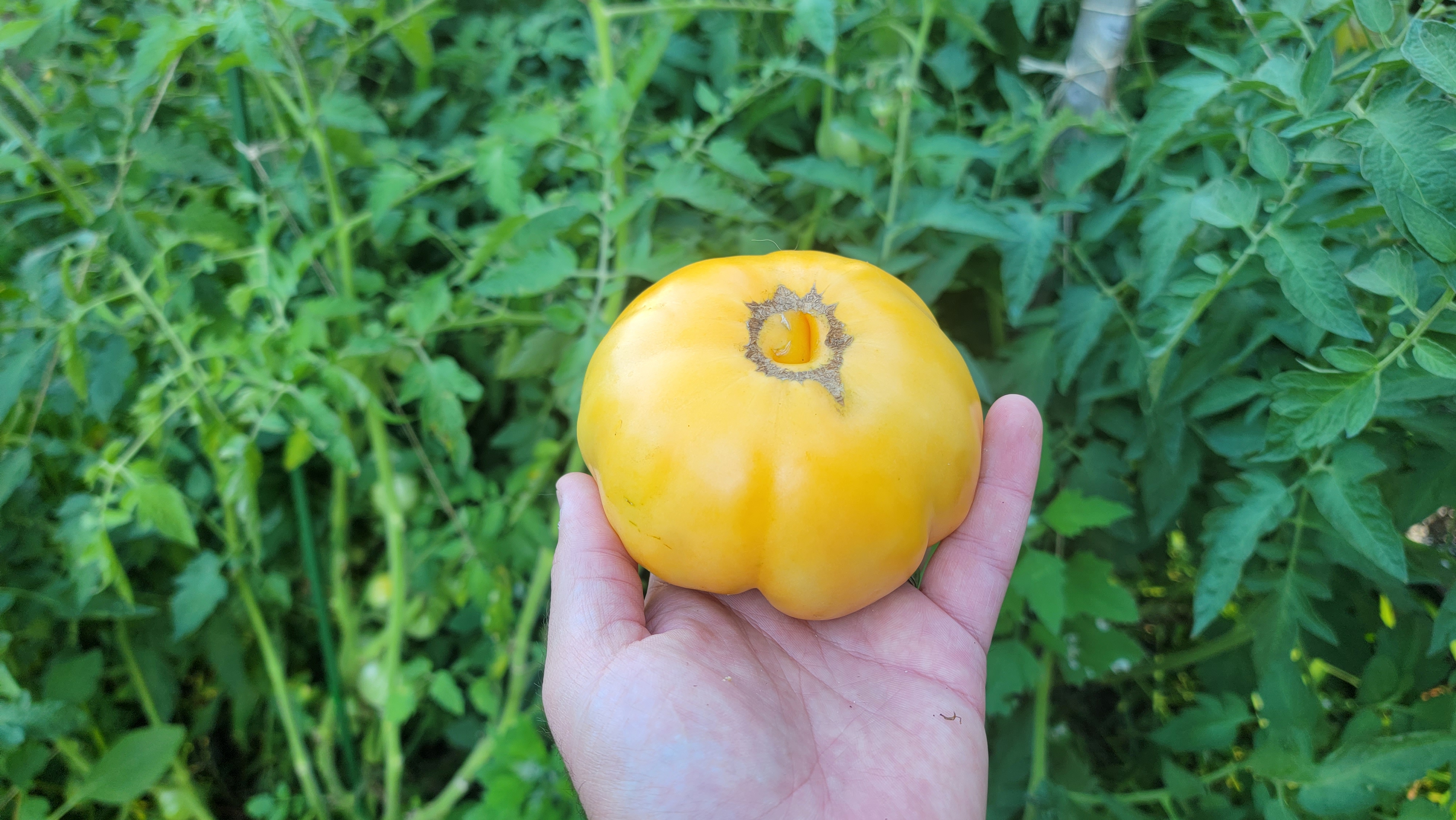 Kellog's Breakfast Tomato