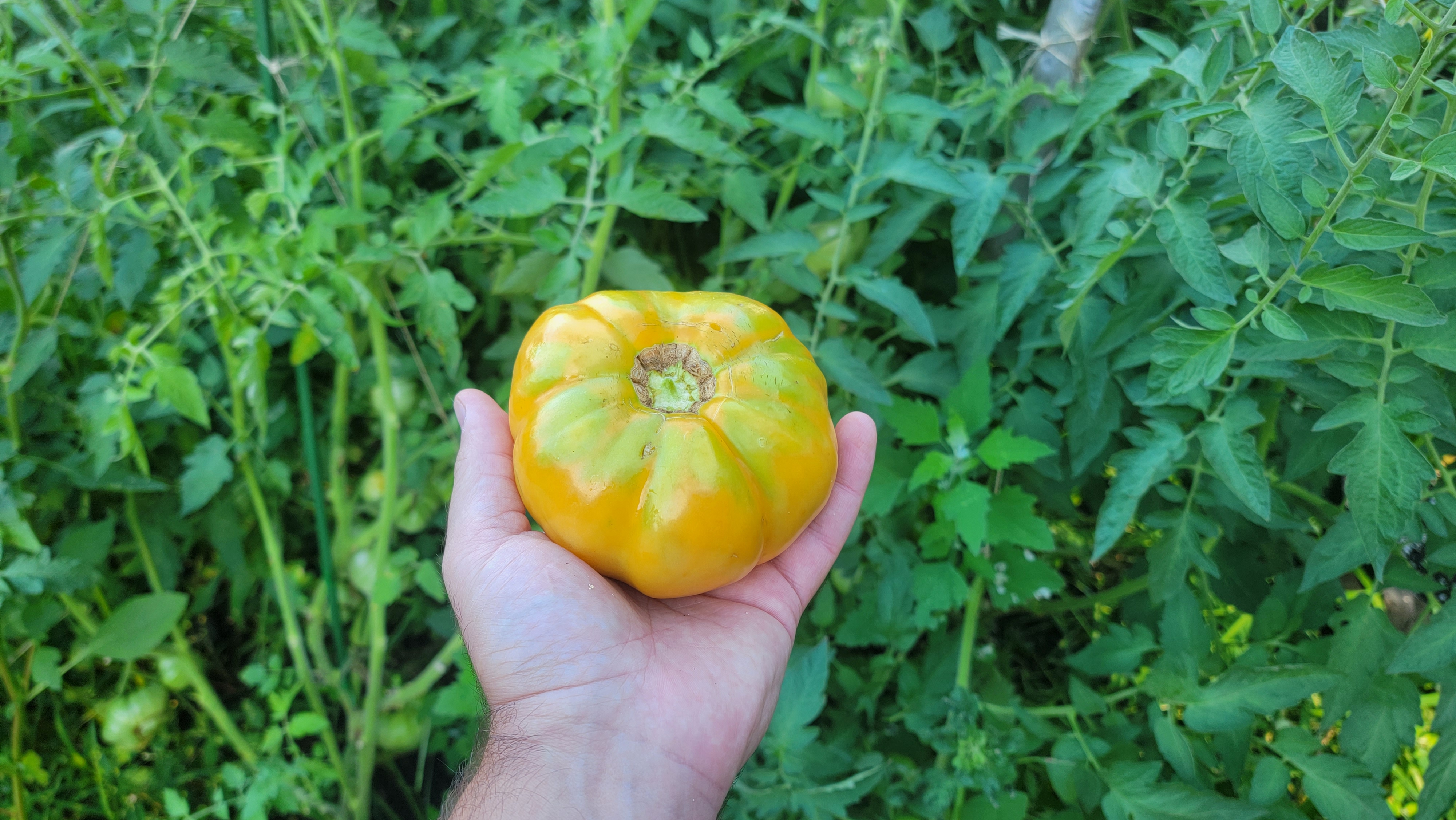 Kellog's Breakfast Tomato