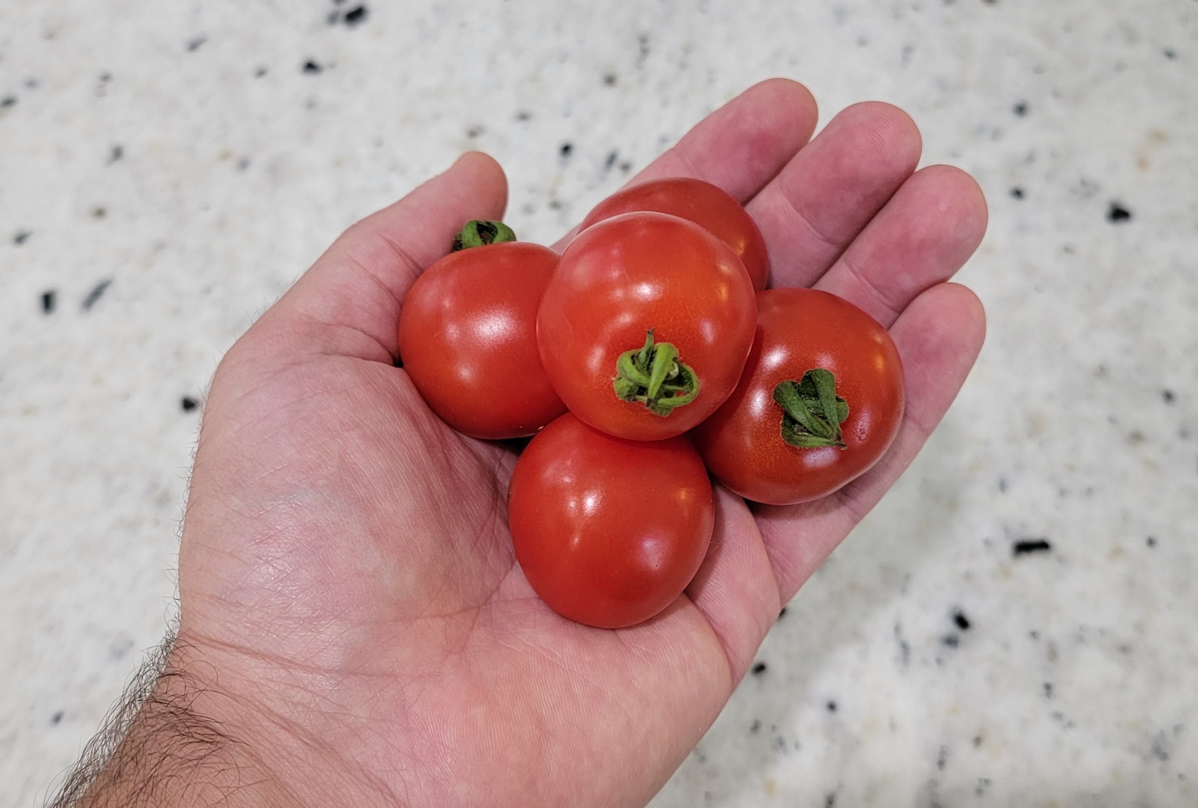 Large Cherry Tomato