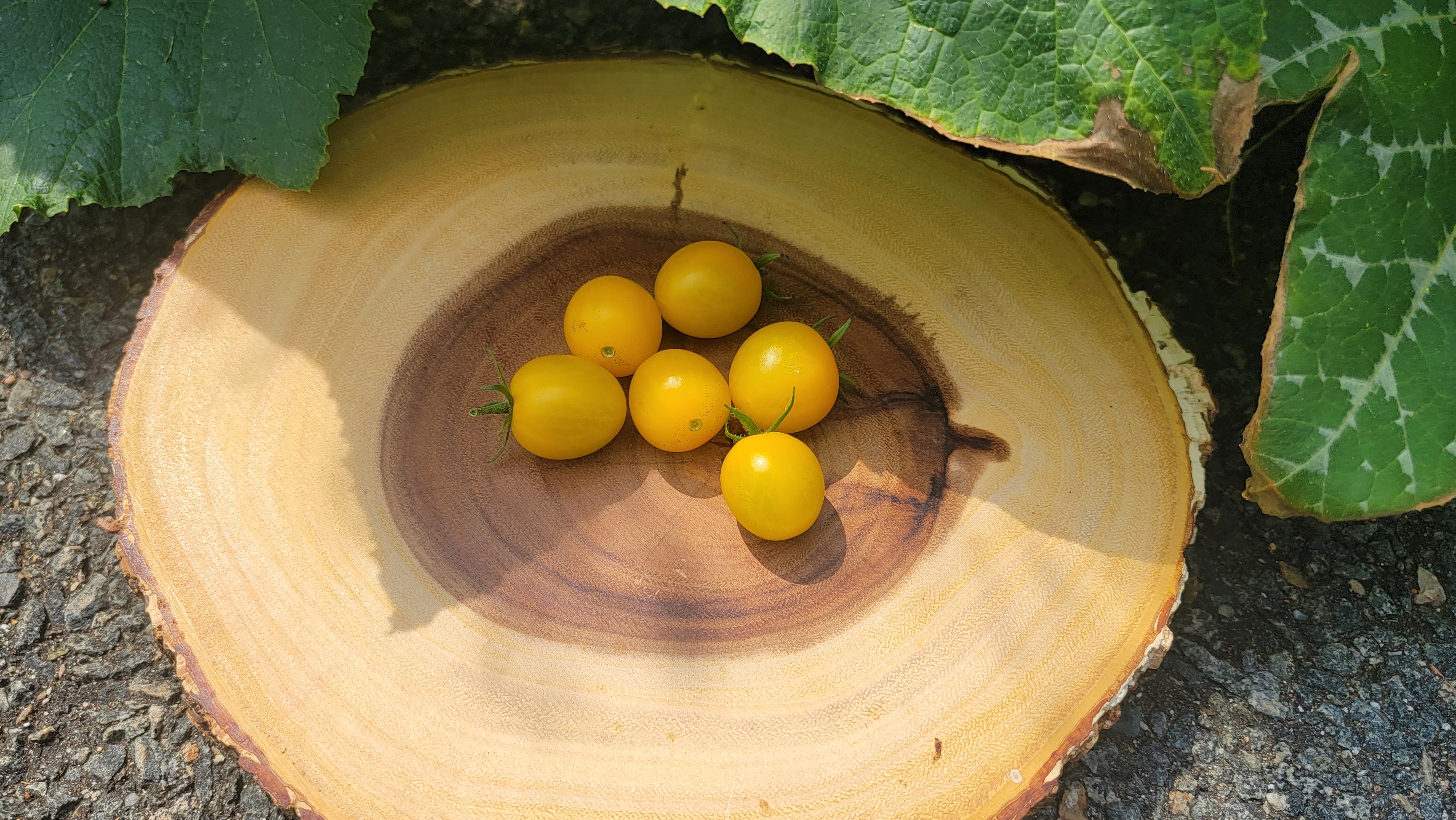 Lemonella Tomato