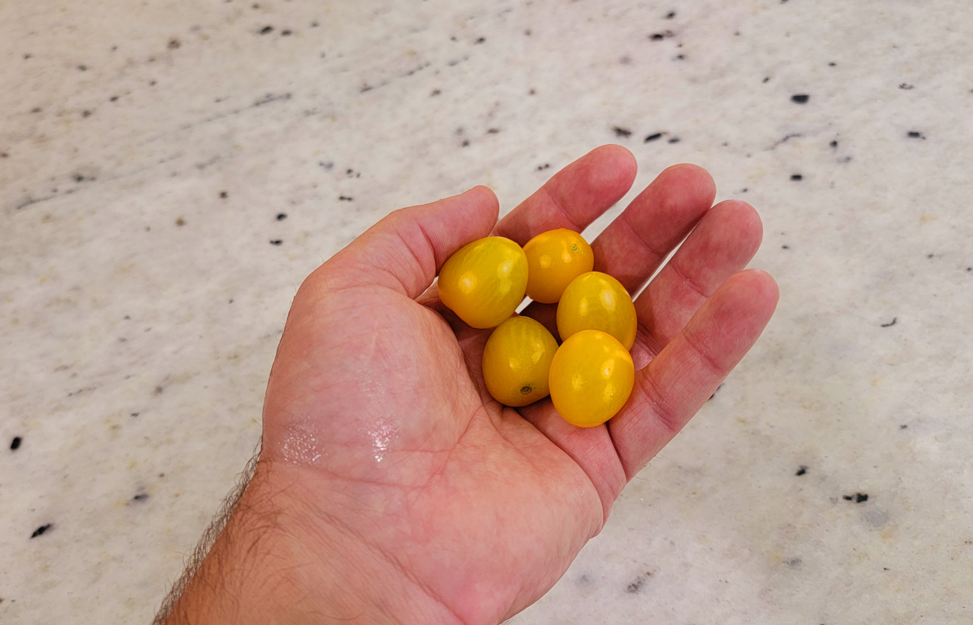 Lemonella Tomato