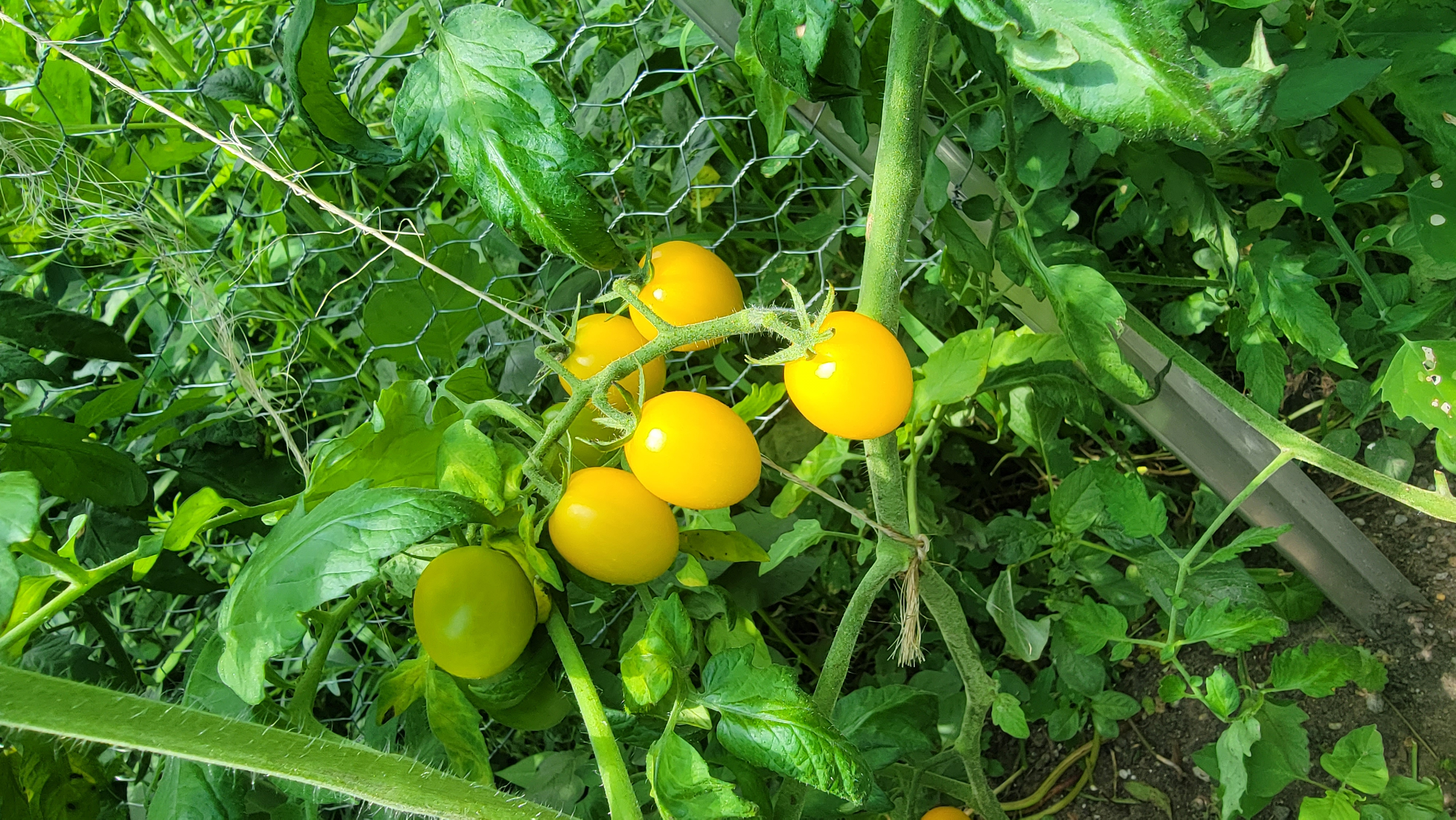 Lemonella Tomato